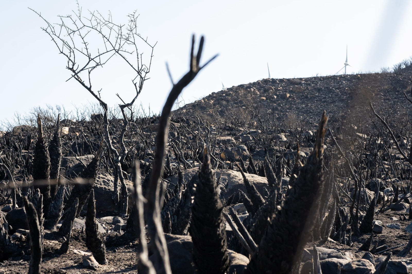 Los efectos del devastador incendio en el paraje monte de La Peña, en Tarifa. Los efectos del devastador incendio en el paraje monte de La Peña, en Tarifa.