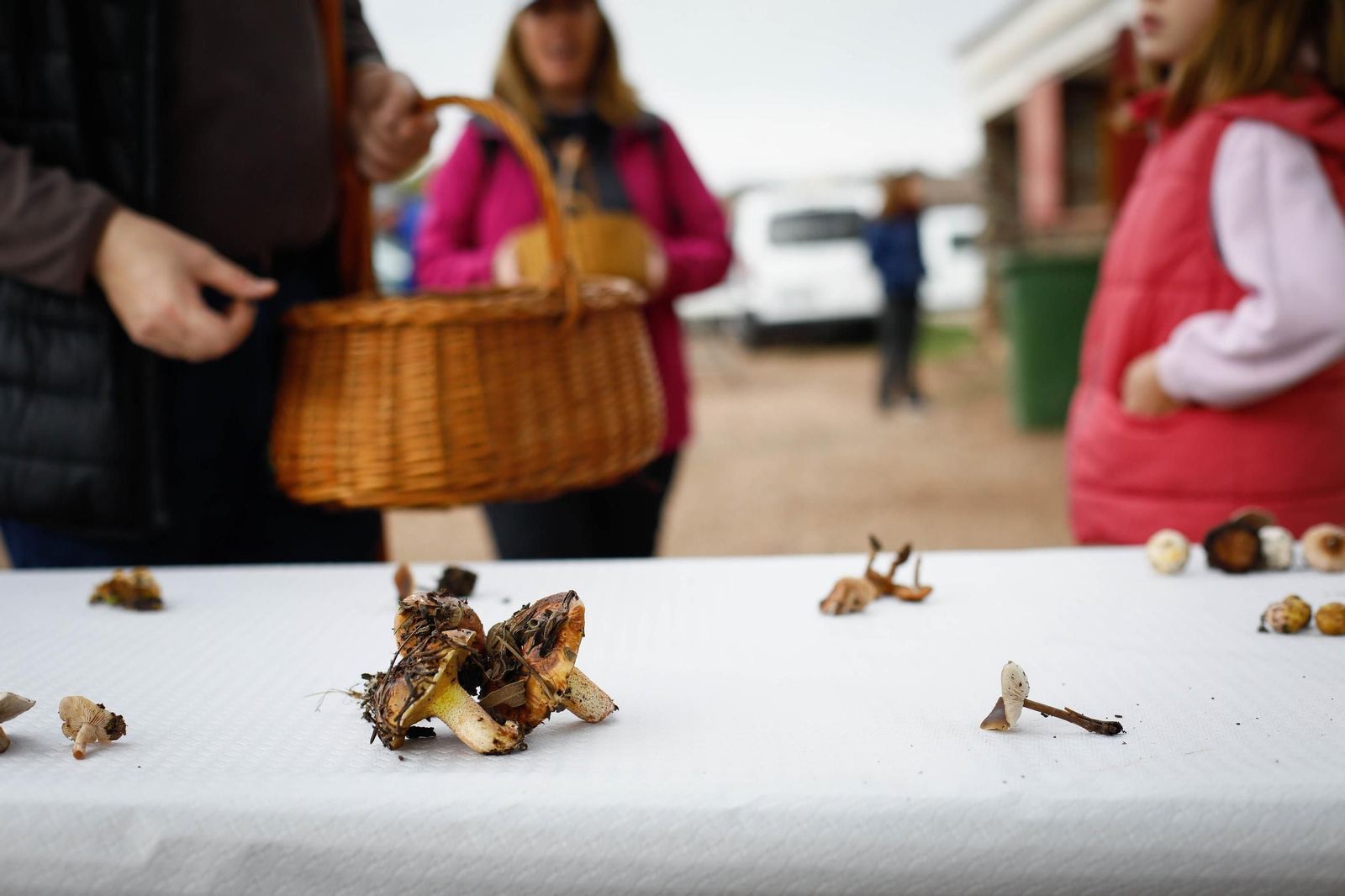 La ruta recolectora de setas en Abla por las XIX Jornadas Micológicas, en imágenes