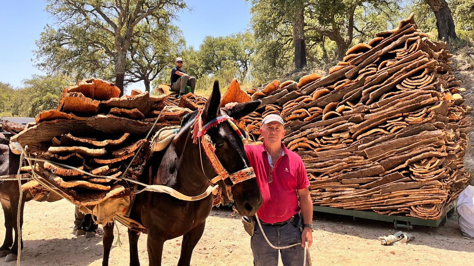 Manolo García junto a una mula y la carga de corcho