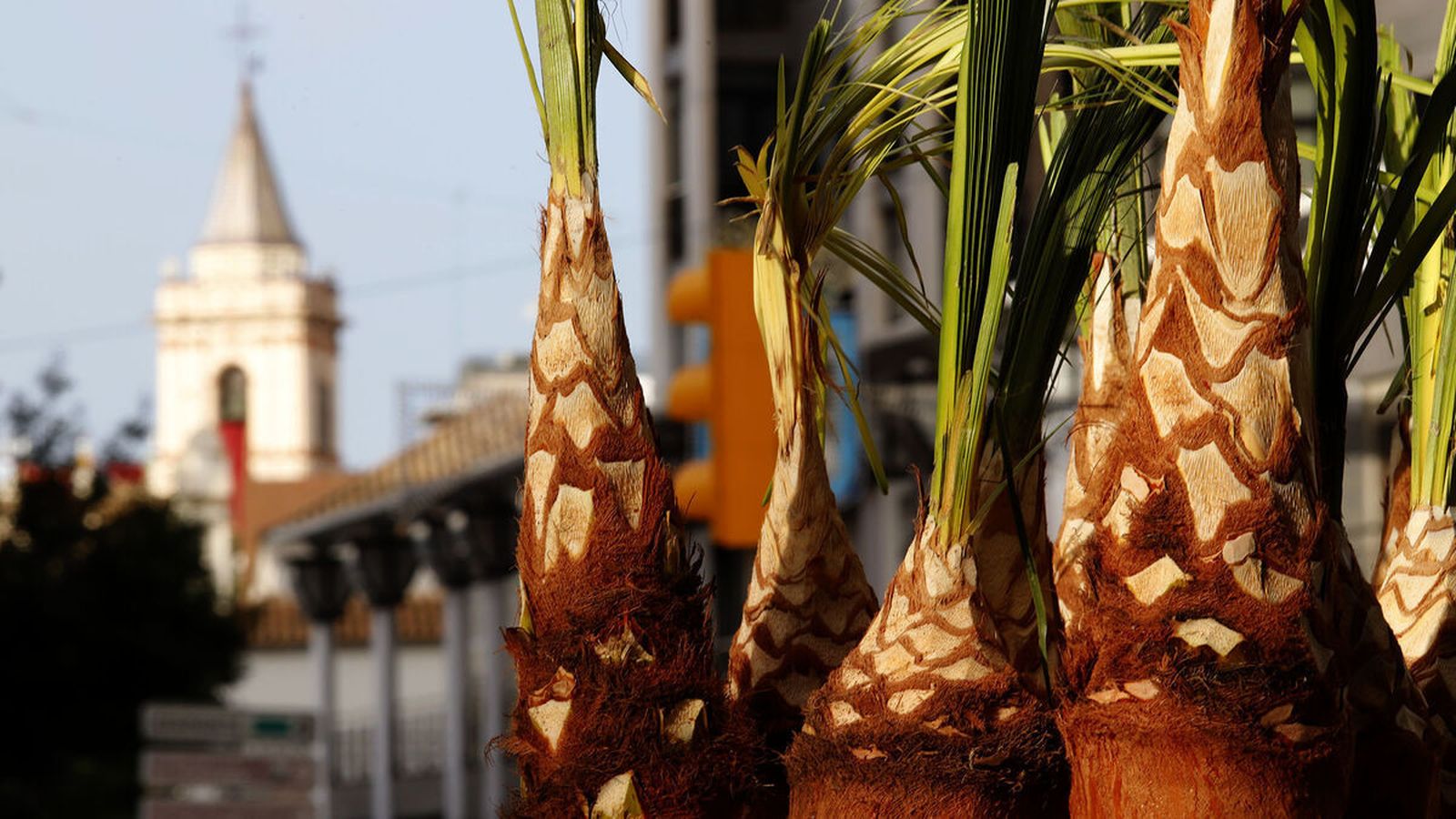 ¿Cuál es el origen del famoso 'palmito' de San Sebastián? | Josué Correa