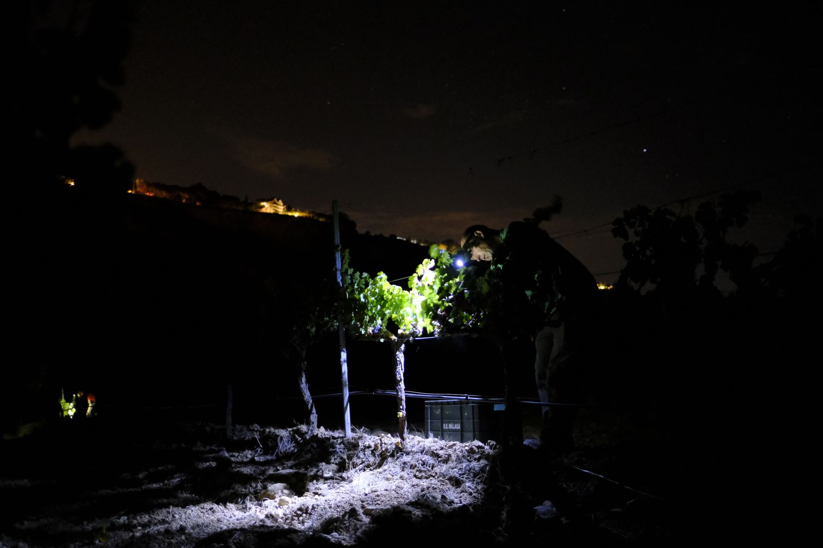 Vendimia nocturna en Ronda, en fotos