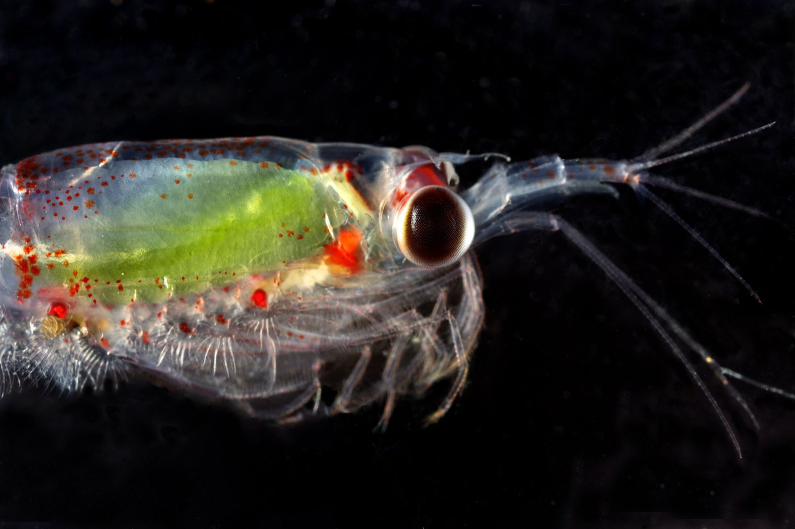 Imagen de un ejemplar de una especie que compone el plancton.