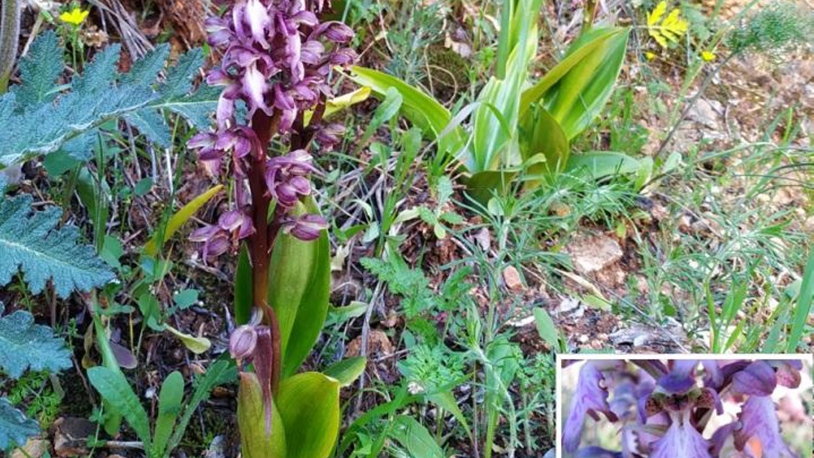 Companon, orquidea gigante, orquidea macho.