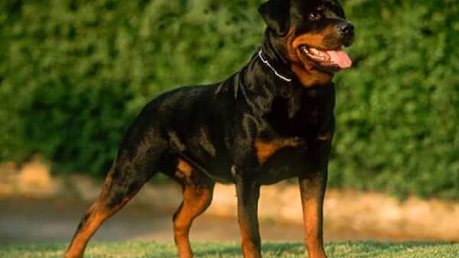 Un perro de la raza rottweiler.