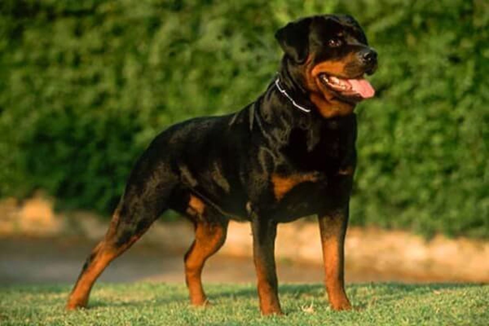 Un perro de la raza rottweiler.