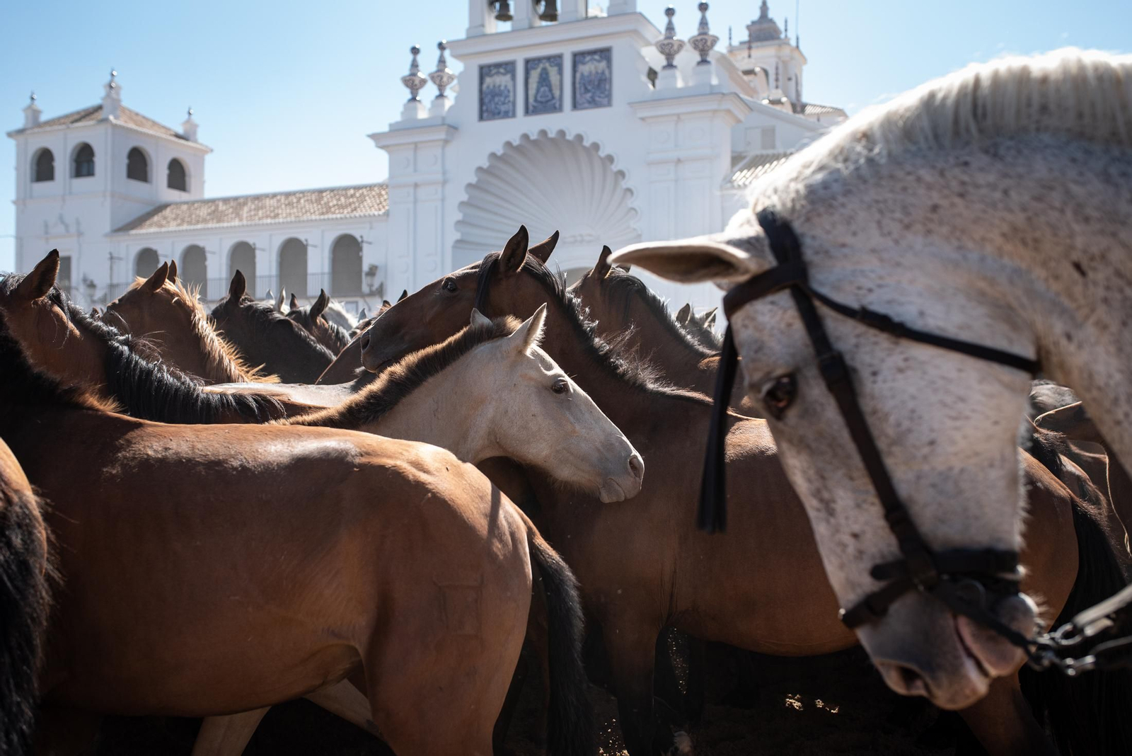 Imágenes de la Saca de las Yeguas a su paso por El Rocío
