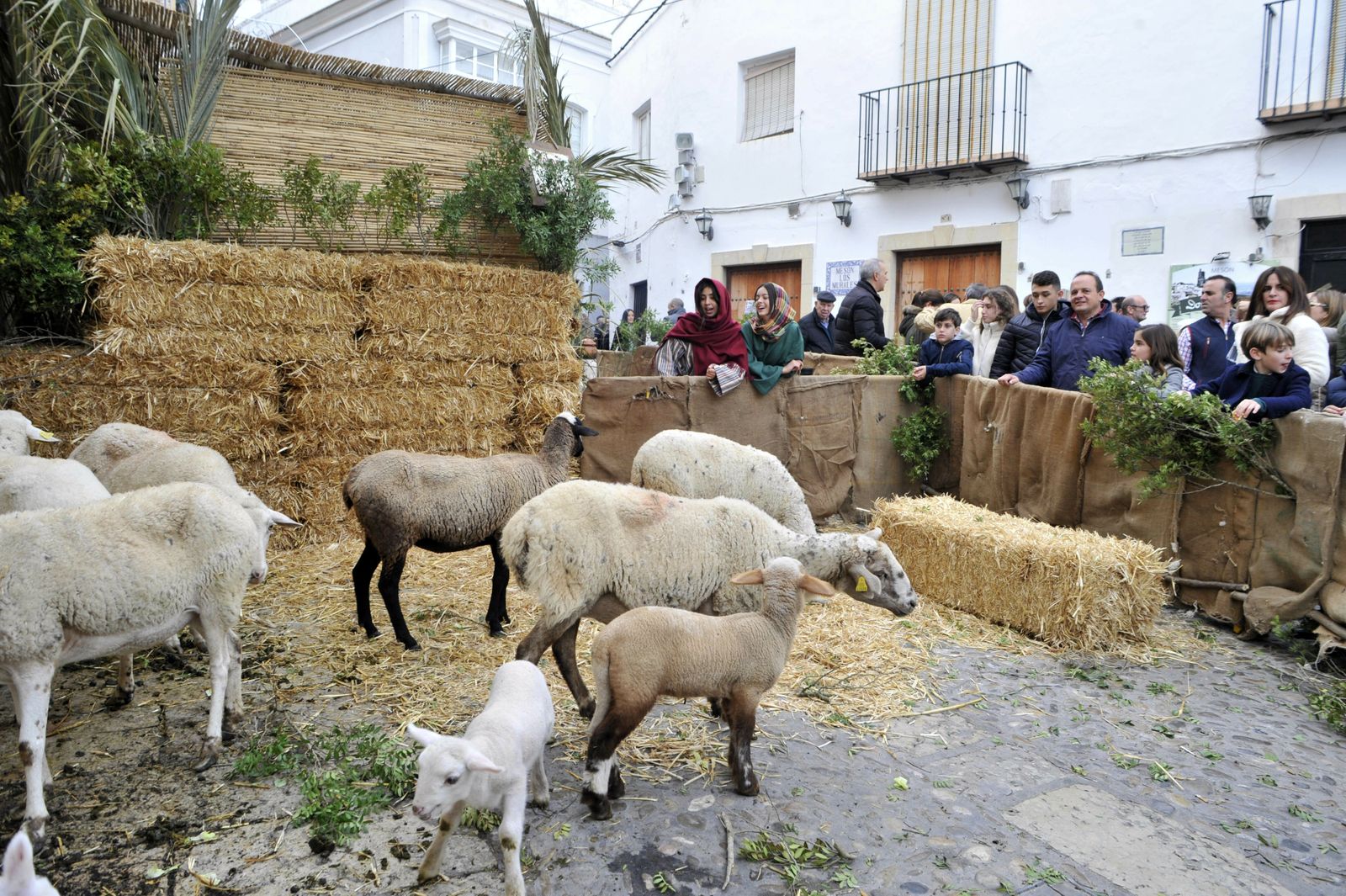 Belen Viviente de Arcos