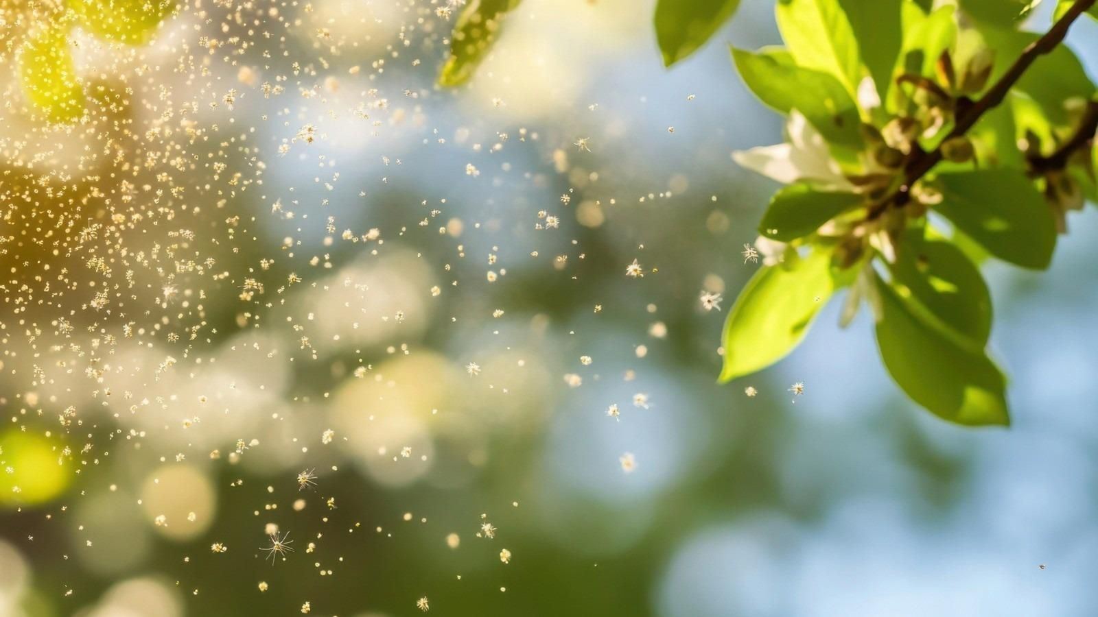 Imagen de polen en suspensión del que se puede informar de los niveles existentes por provincias en la app de Salud Responde