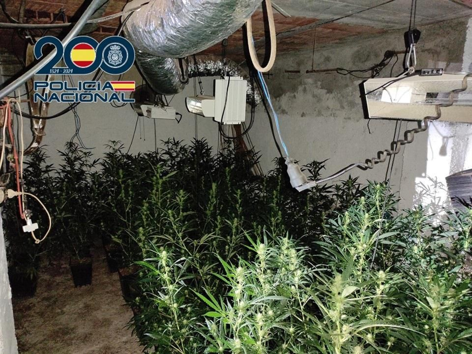 Imagen de la marihuana incautada en el sótano del local Imagen de la marihuana incautada en el sótano del local