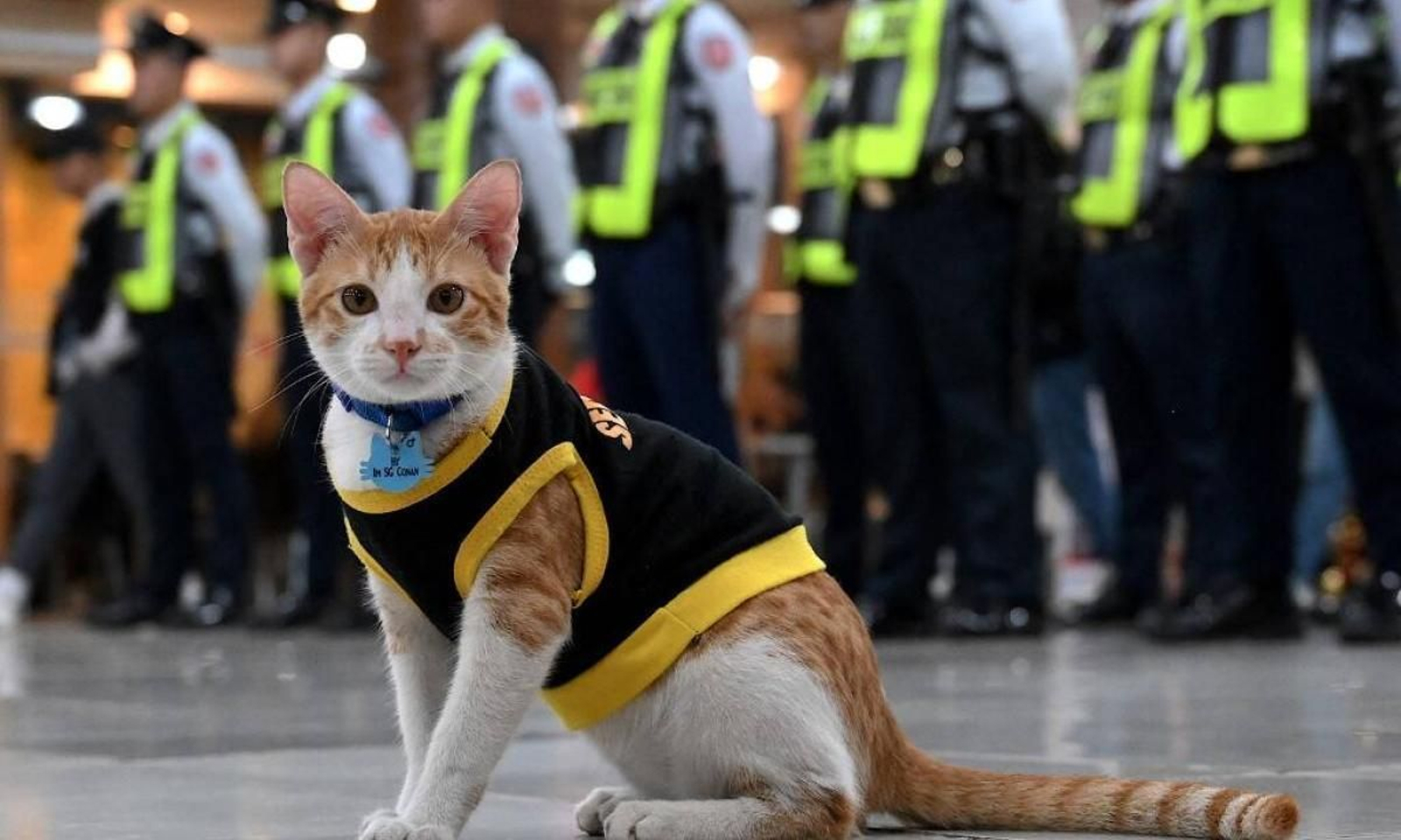 La imagen de un gato "trabajando" como vigilante de seguridad en un centro comercial causa furor en las redes