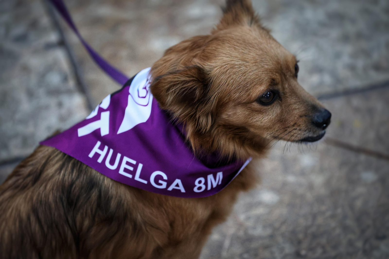 La manifestación del 8-M en Málaga, en fotos