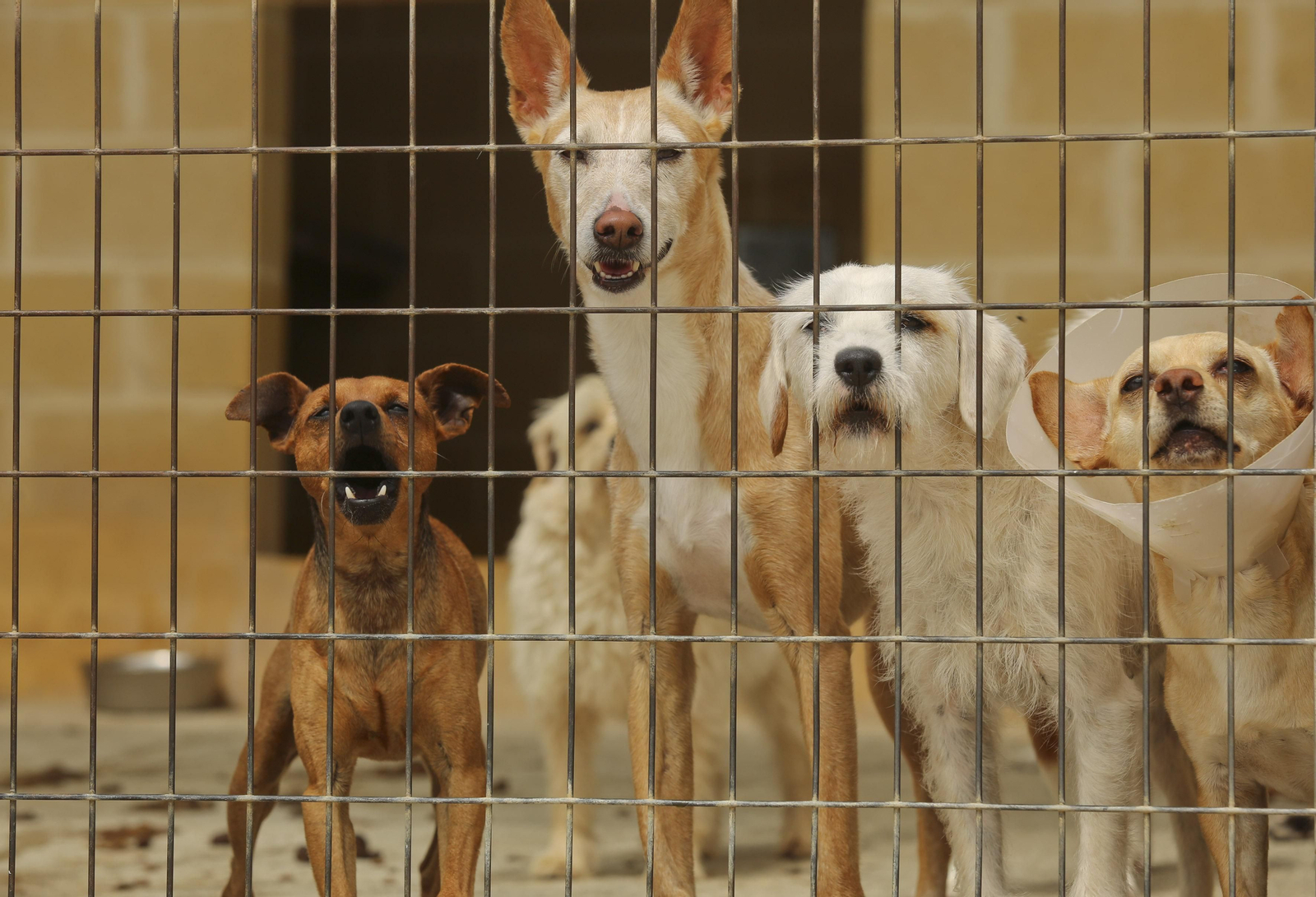 Las fotos de los animales de la Protectora de Málaga Las fotos de los animales de la Protectora de Málaga