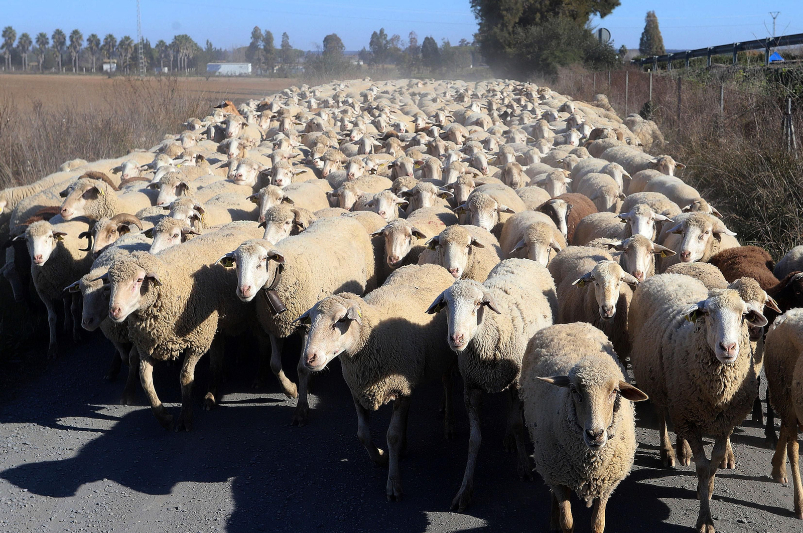 Imágenes del pastoreo de ovejas en Almonte