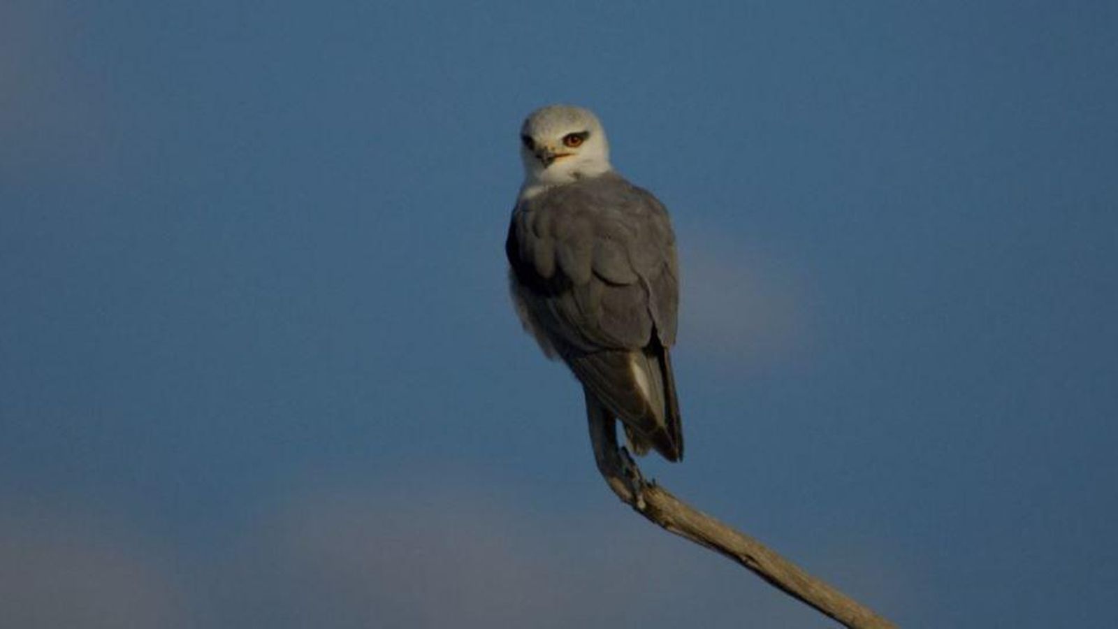 Ave Rapaz Cordel de los Marchantes.