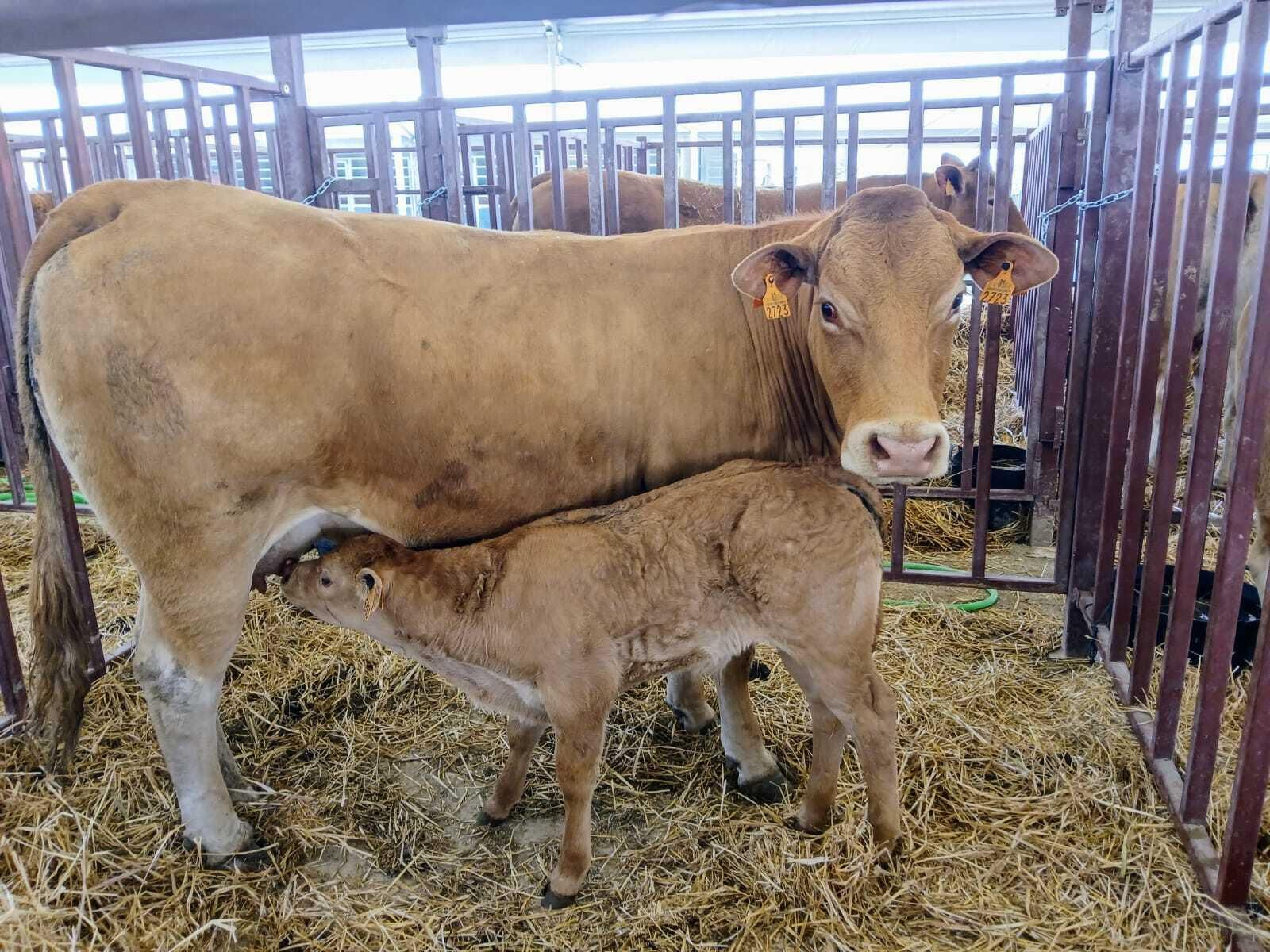 Imágenes de la Feria de Medina y su  concurso de ganado