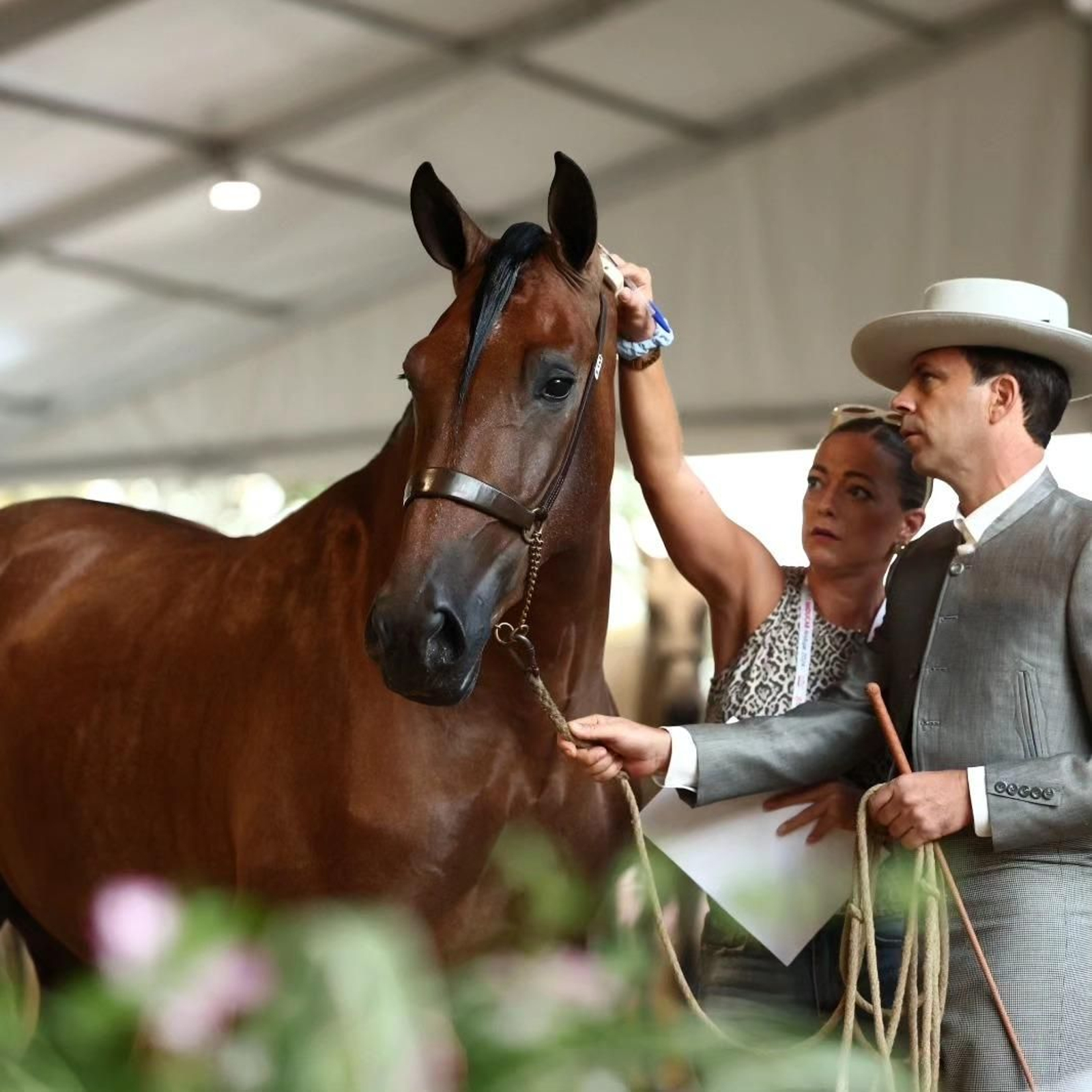 Así es el bello concurso de caballos de Andújar, en imágenes