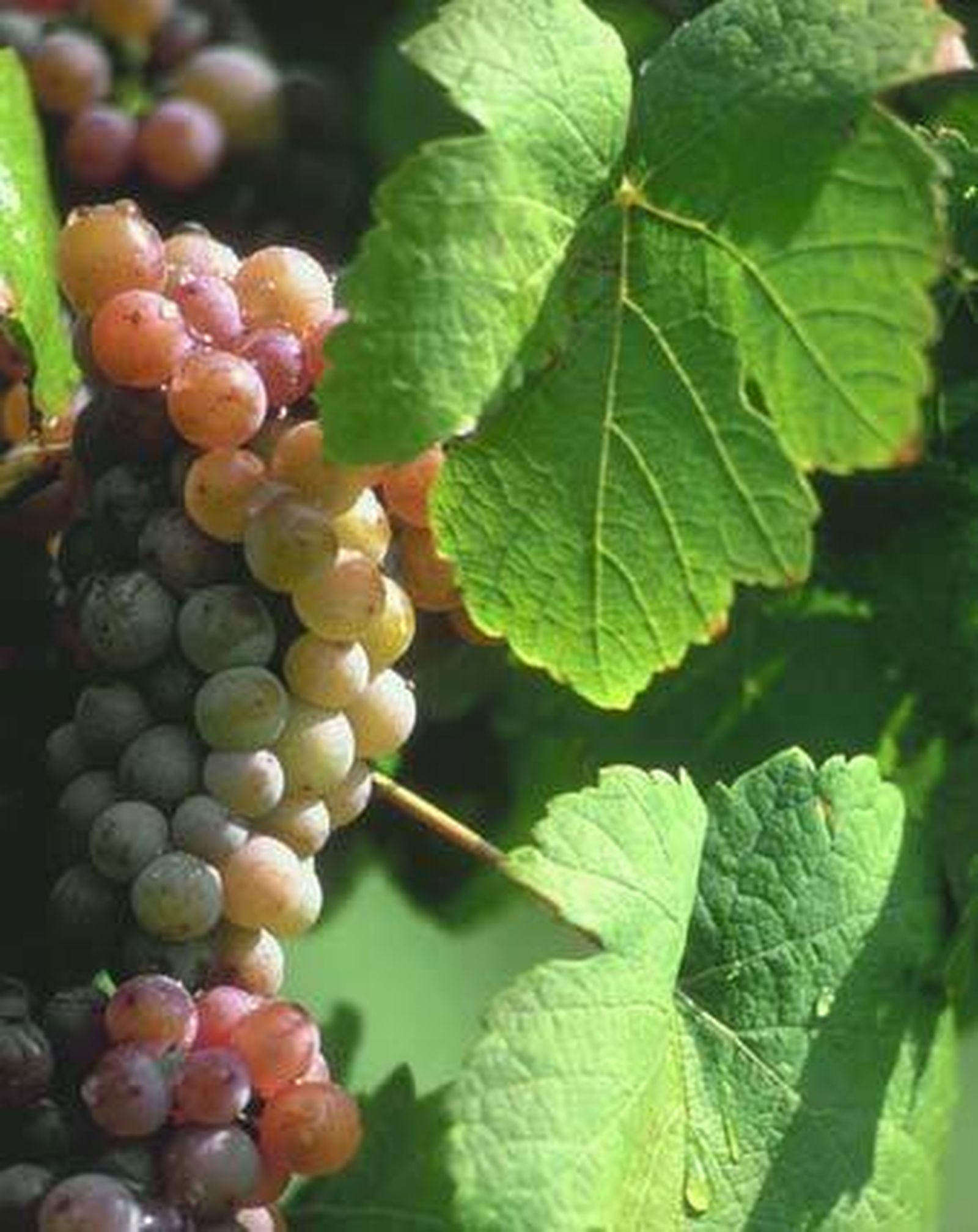 Vinos de la Tierra, una tradición andaluza de ilustre abolengo