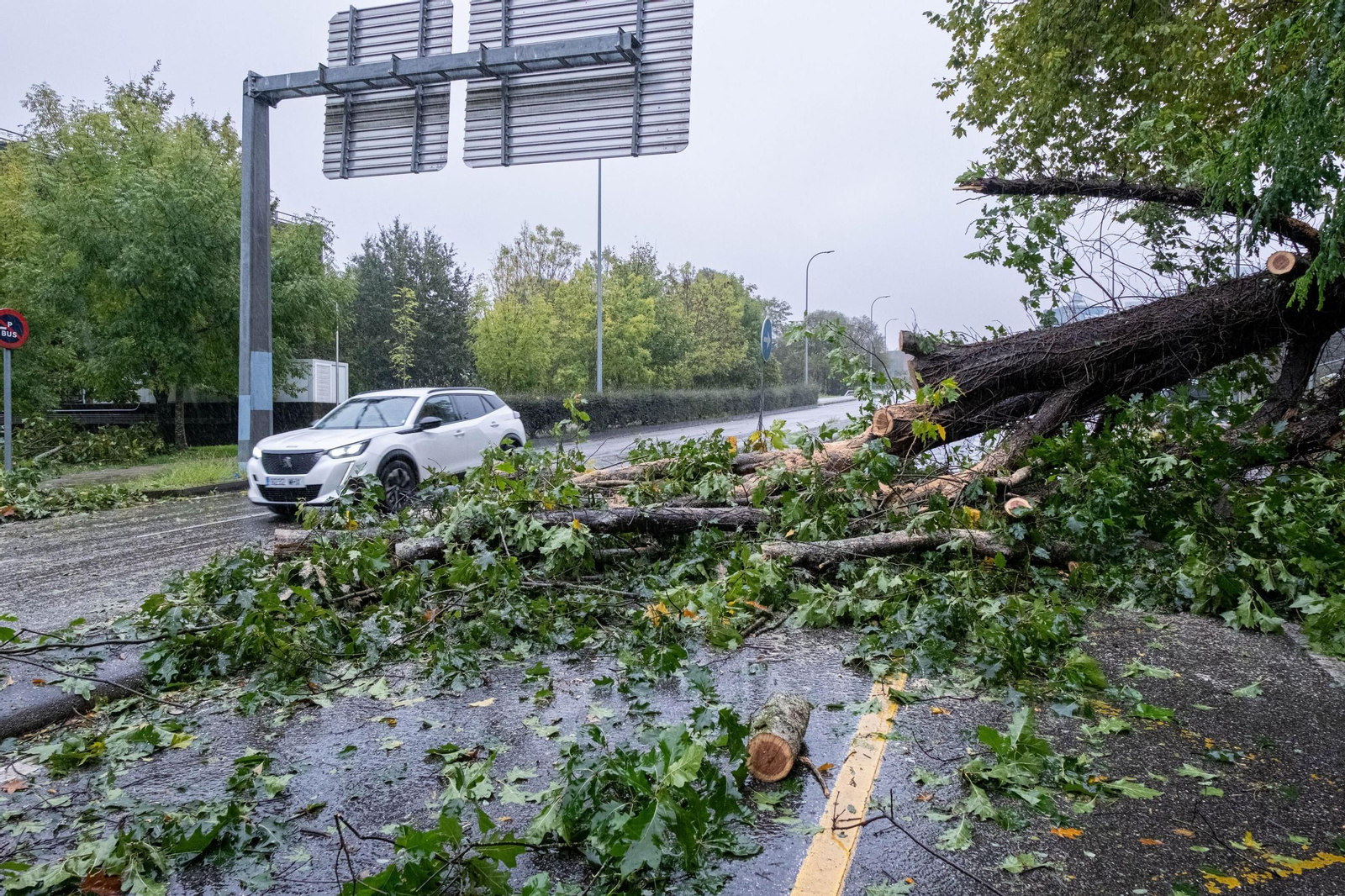 Un vehículo pasa junto a un carril cortado por la caída de un árbol cerca de Santiago.