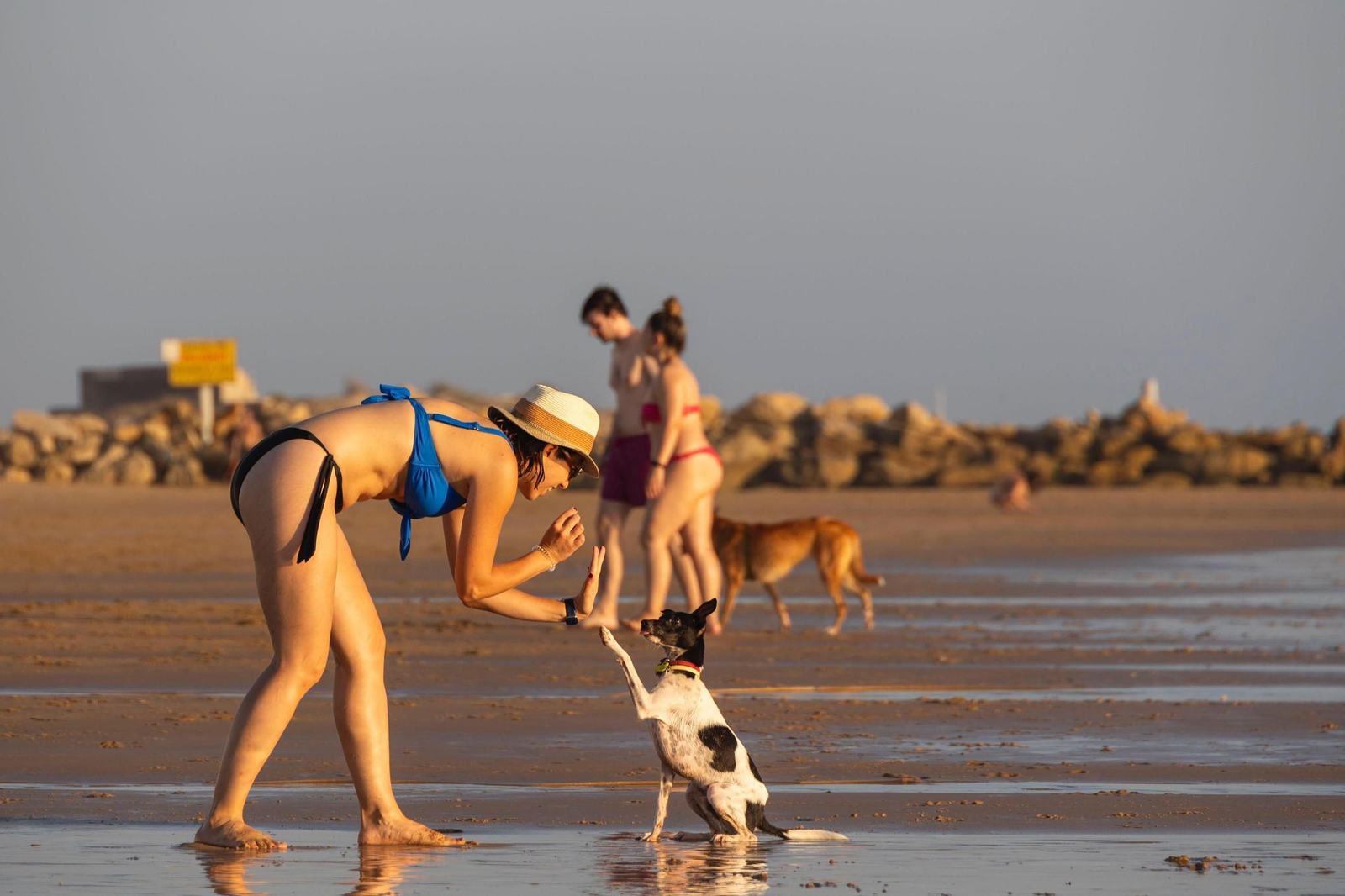 Así disfrutan los perros y sus dueños en la playa canina de Cádiz