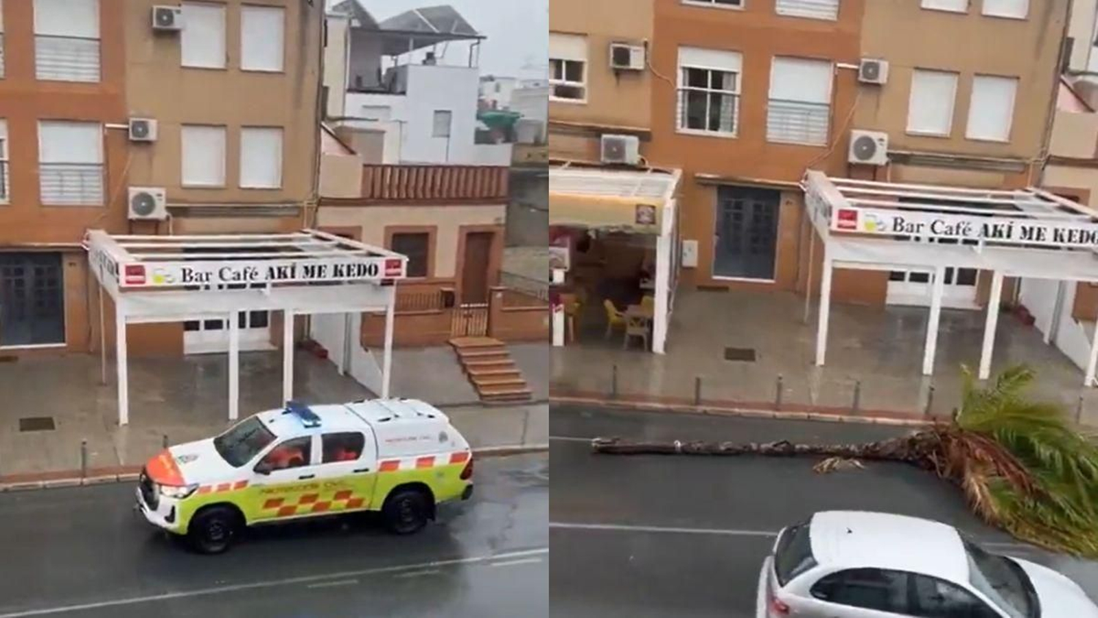 El video viral de una palmera arrastrada en Coria del Río durante el temporal