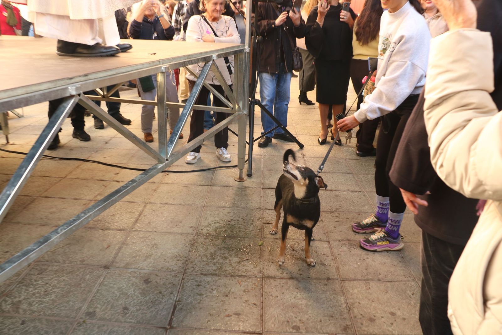 Así ha sido la bendición de las mascotas y la subasta de 'rabicos' en el casco histórico de Almería
