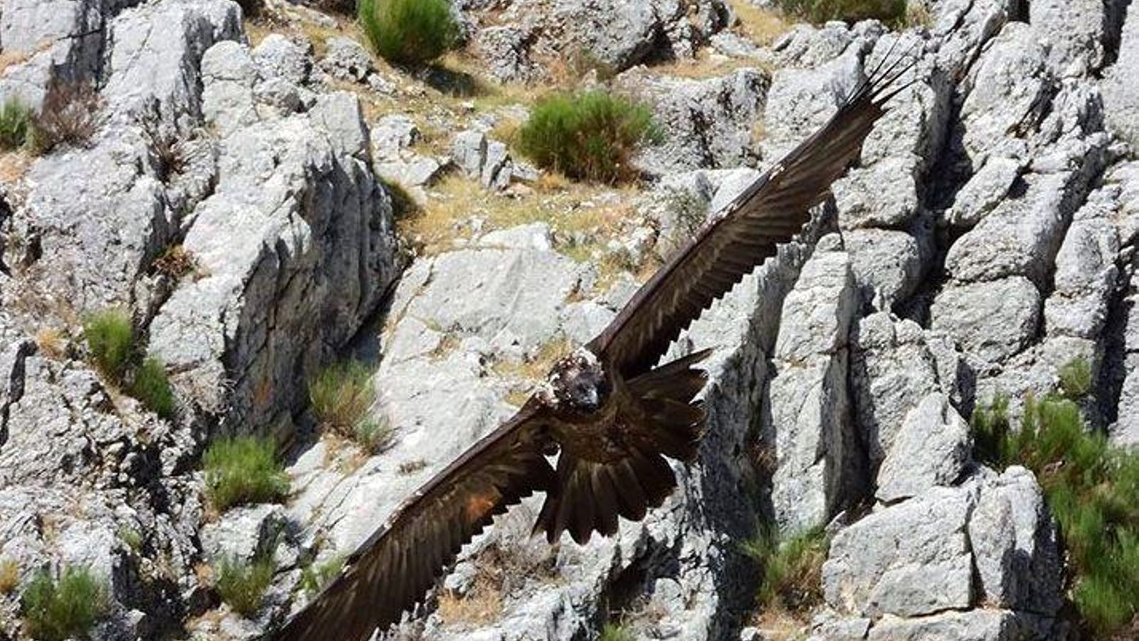 El quebrantahuesos, también en la sierra almeriense.