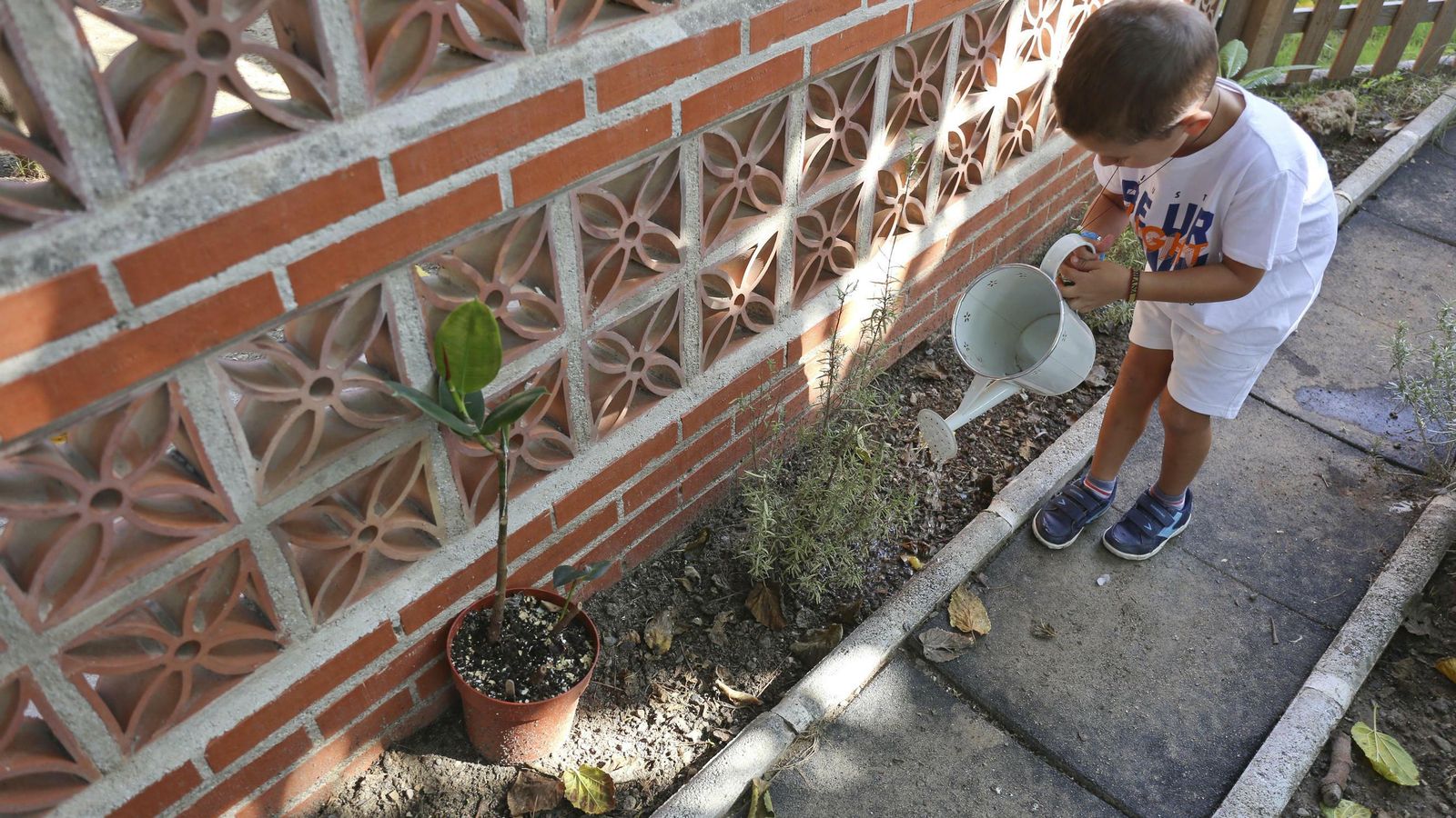 Un escolar riega las plantas de su ambiente.