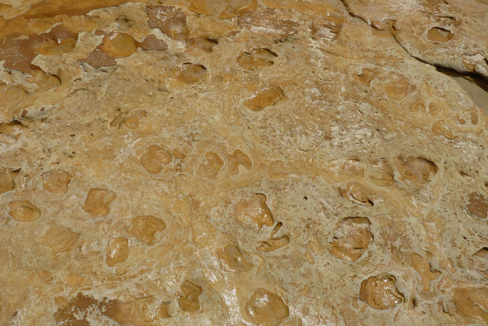 ¿Sabías que los neandertales pisaron Doñana hace 106.000 años?