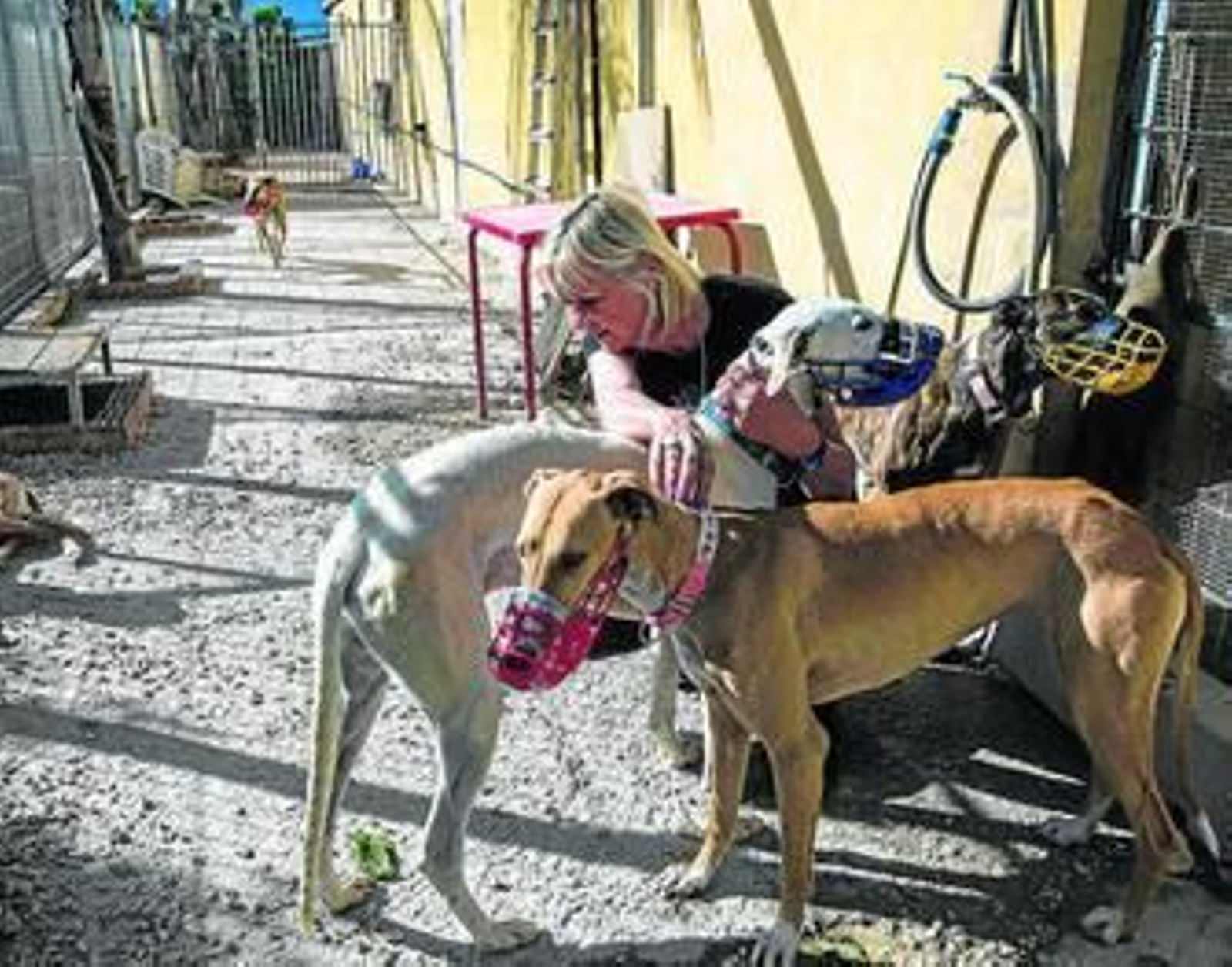Vera Thorenaar con algunos de los galgos en el centro de acogida que fundó en Alhaurín de la Torre.