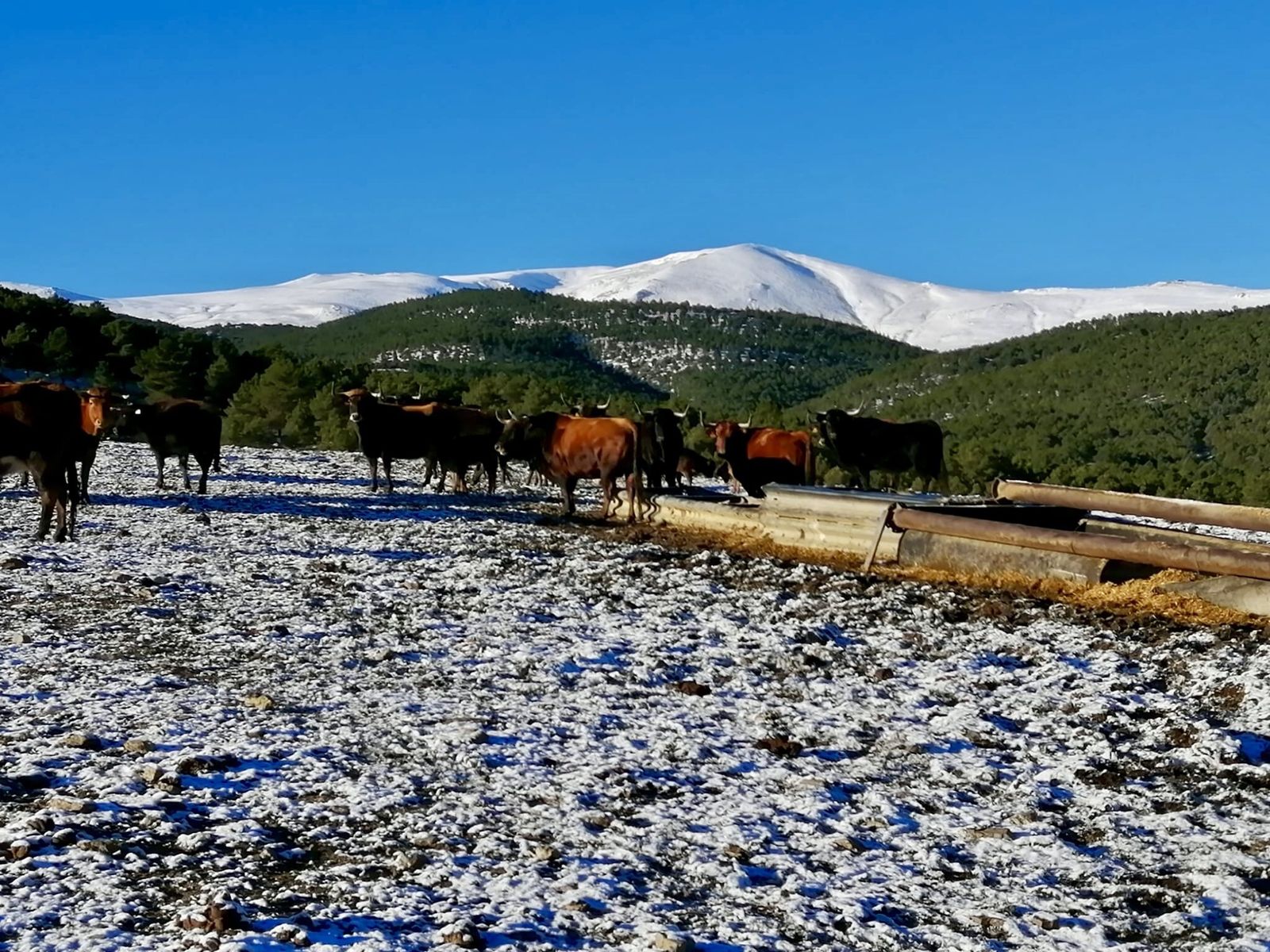 La afición busca salvar al campo bravo  de la provincia de Granada