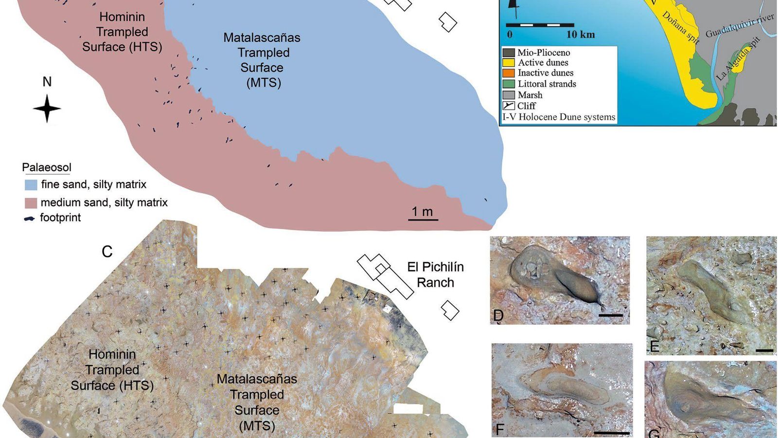 El sitio de Matalascañas (área de la Estancia El Pichilín), con la ubicación geográfica y entorno geológico, mapeo de huellas de homínidos y huellas de animales. Vista aérea del vuelo del dron y algunas huellas relevantes del afloramiento.