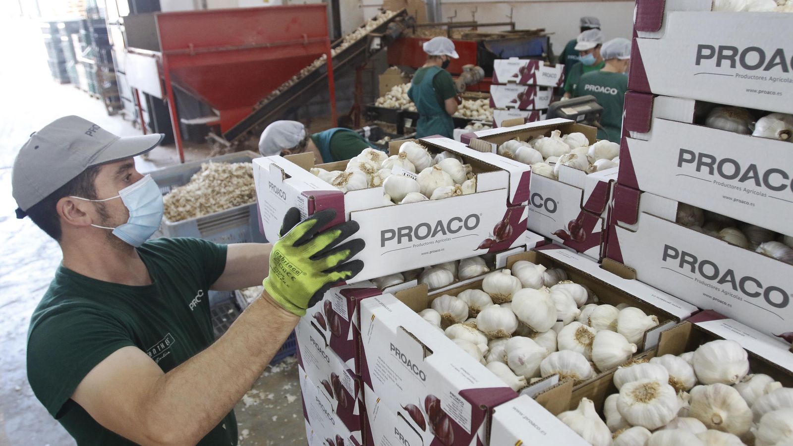 Un operario trabaja en una empresa de ajos en Córdoba.