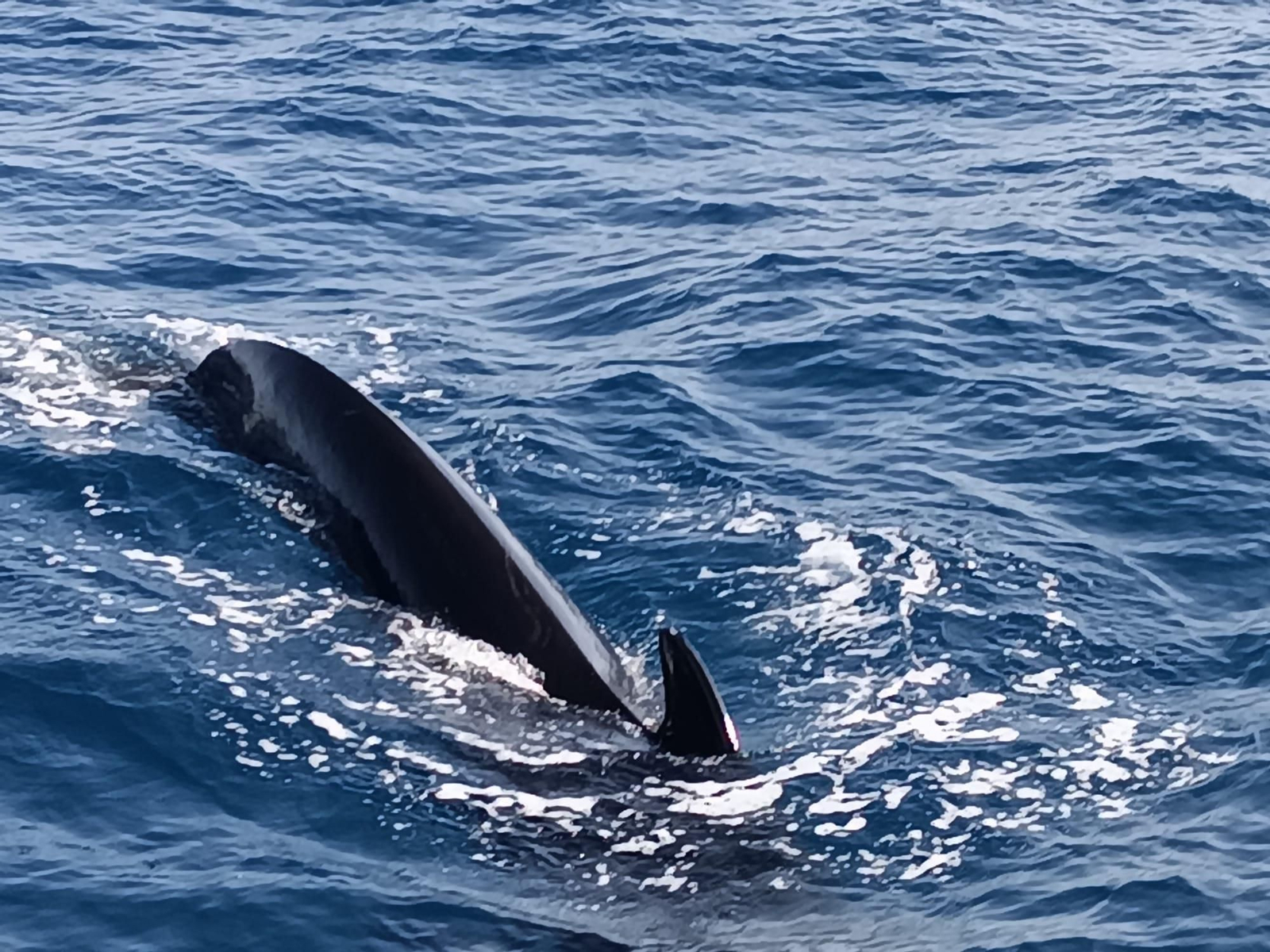 Avistamiento de cetáceos y aves por el Estrecho