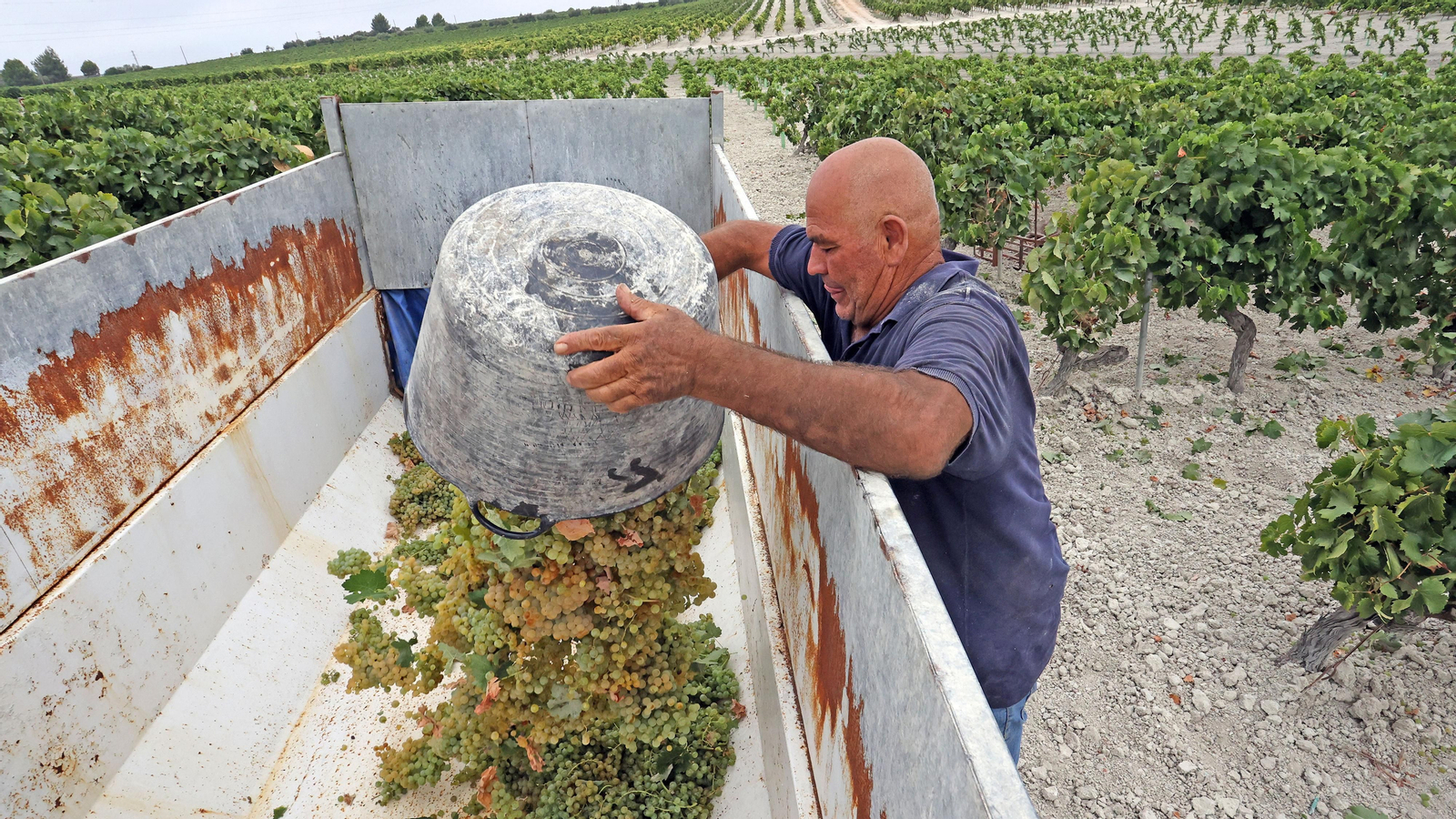 Vendimia a mano en Viña el Candelero en Jerez