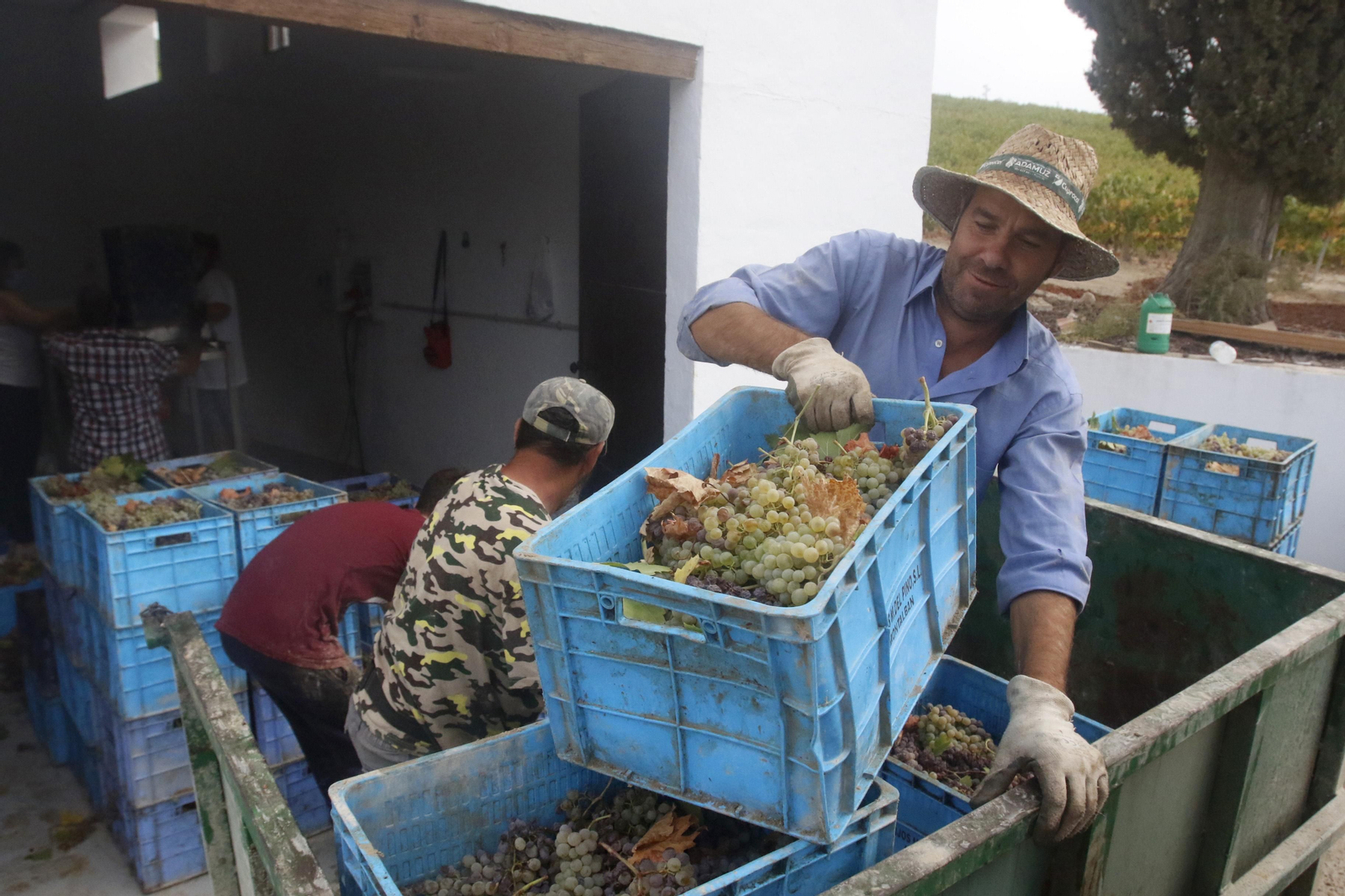 Agricultores con cajas de uvas en el lagar Cañada Navarro.
