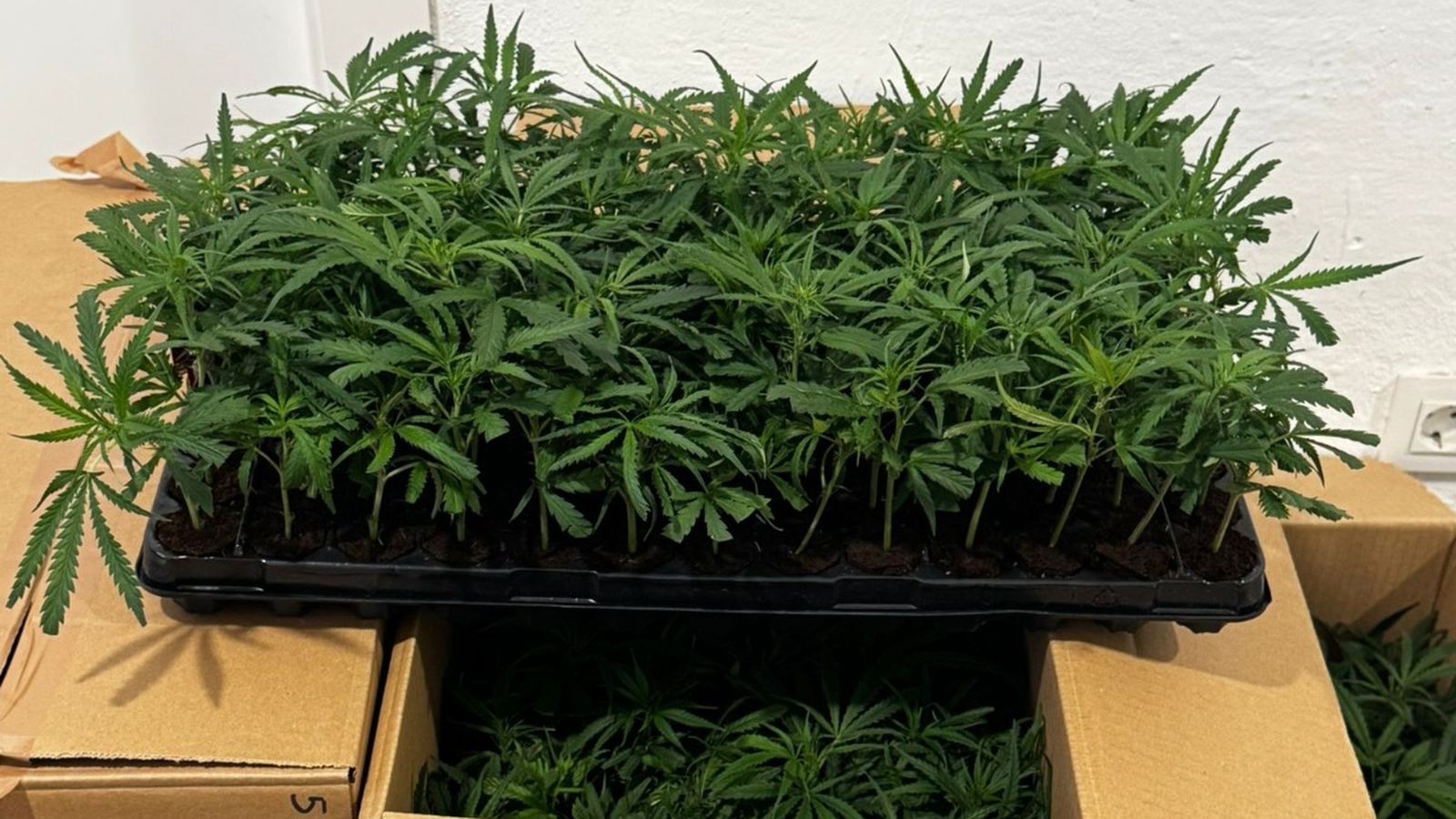 Una de las cajas incautadas por la Guardia Civil.