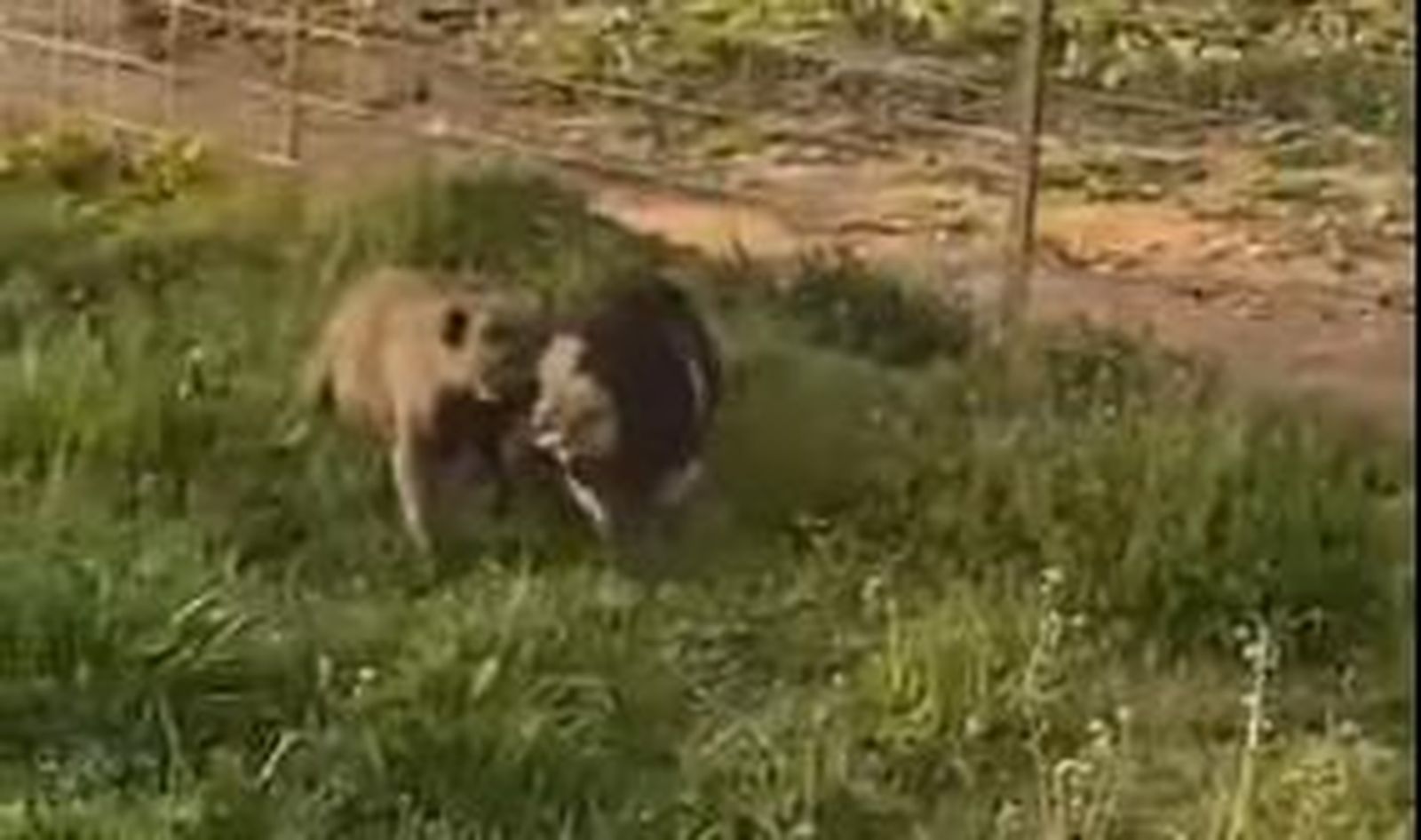 Pacma llevará a la Fiscalía las cruentas prácticas de un rehalero de Badajoz al entrenar perros con cerdos vivos