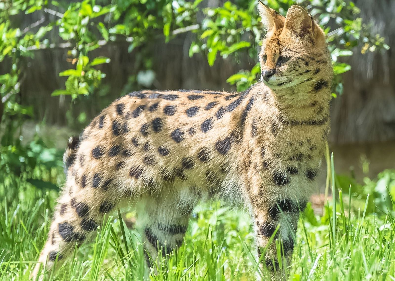 Encuentran un serval muerto tras escaparse de una casa en Sitges