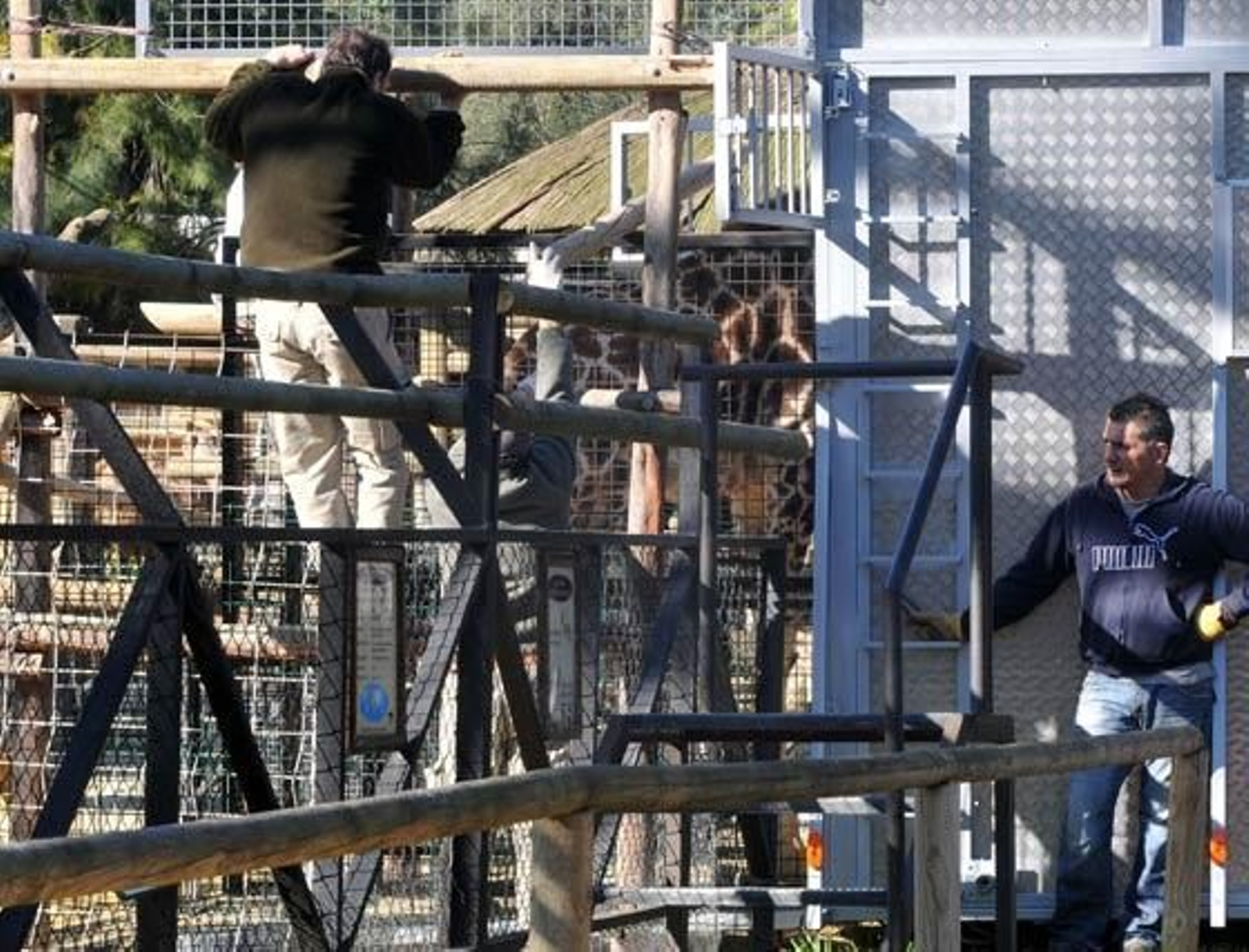 Jerezana, la jirafa de Rothschild nacida en marzo del año pasado en el Zoobotánico de Jerez ha sido trasladada al Parque Zoológico de Valencia para continuar con los trabajos de conservación de dicha especie

Foto: Manuel Aranda