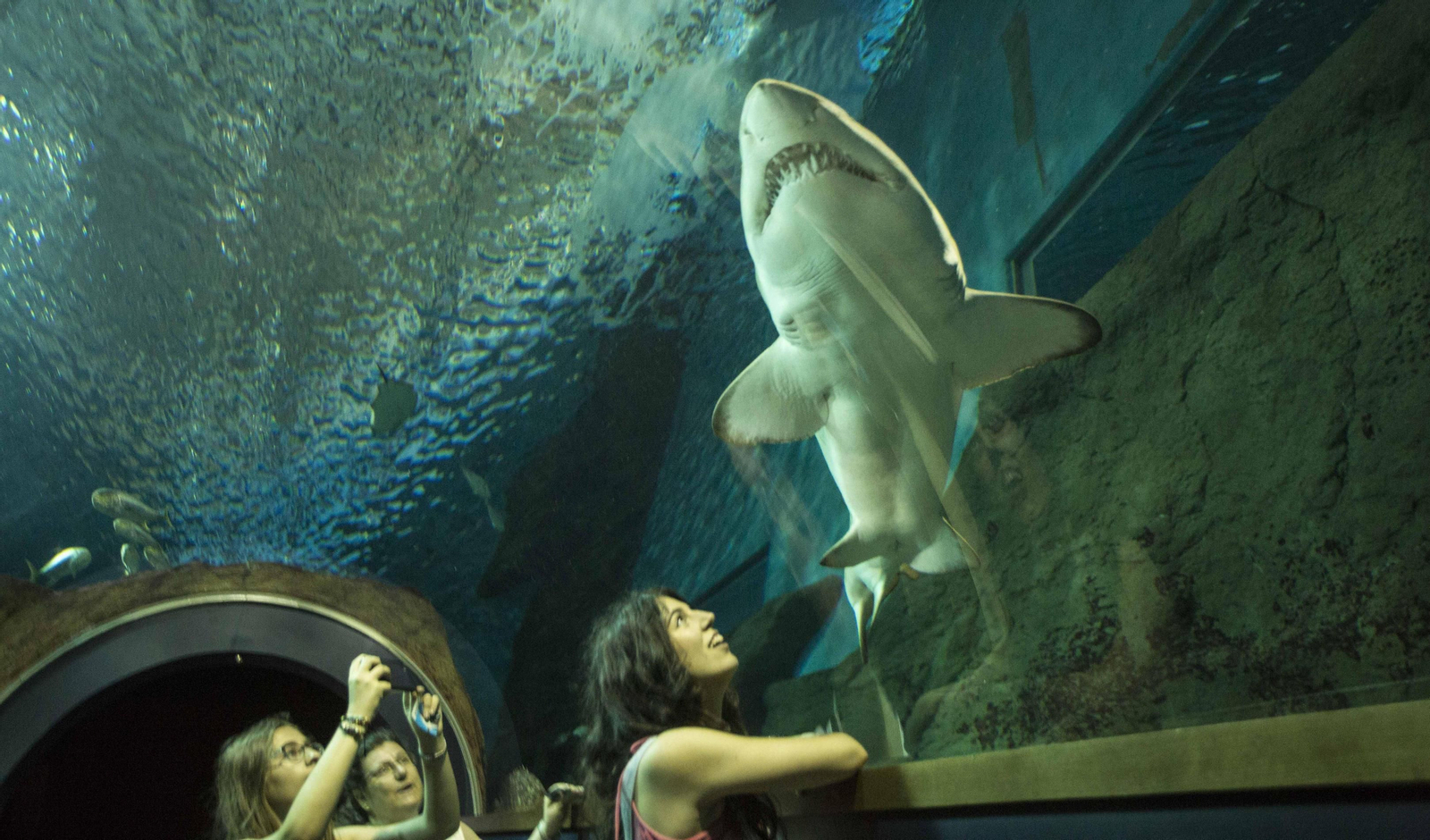 Uno de los tiburones del Acuario de Sevilla visto por varias usuarias.