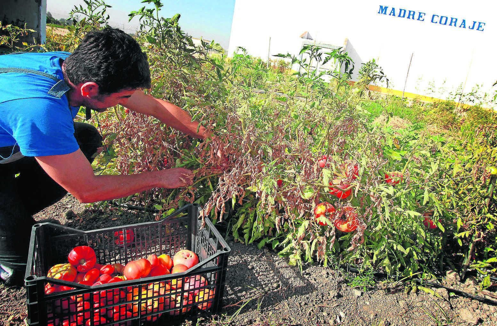 Un agricultor cosechando tomates.