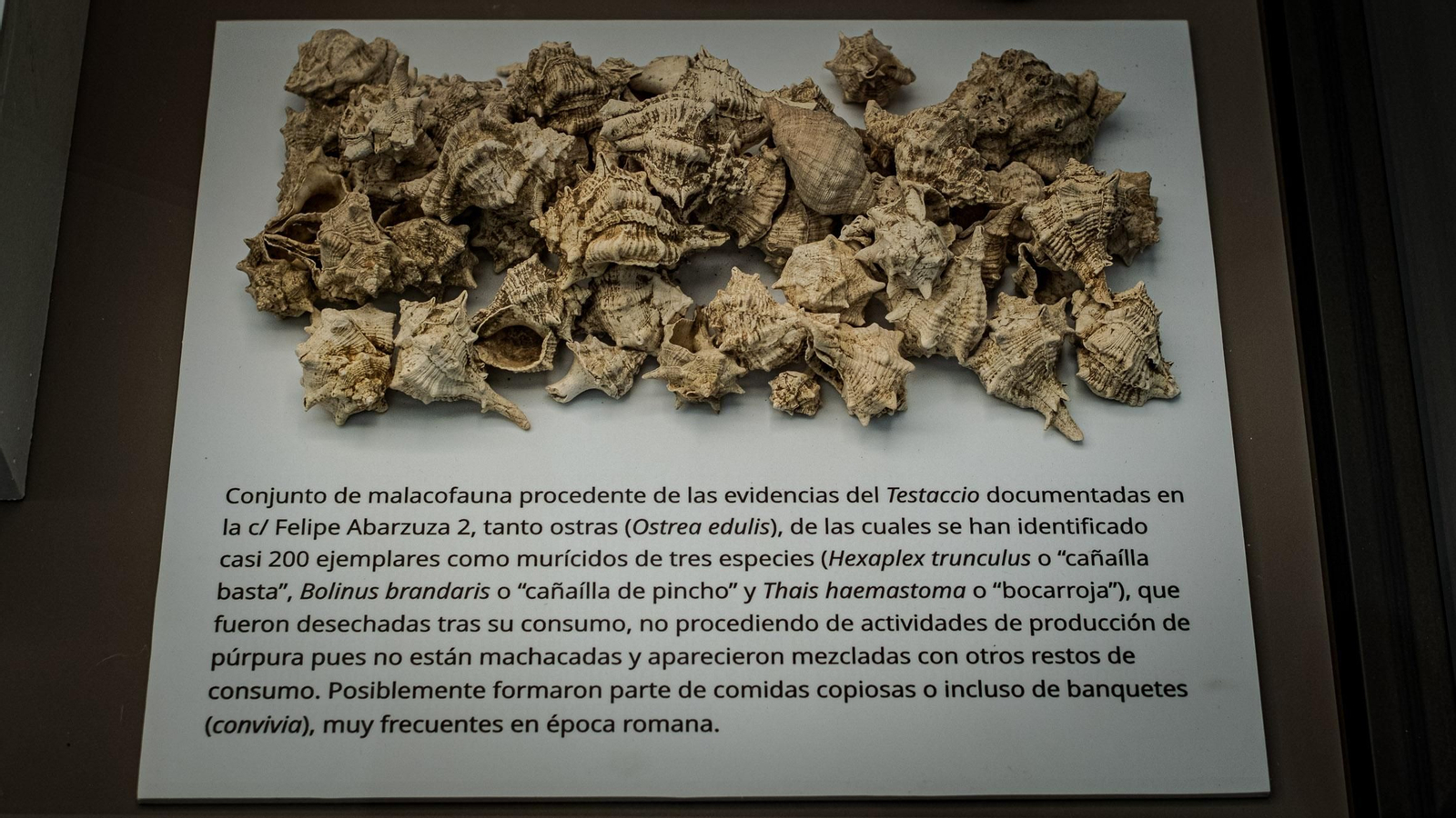 Las imágenes de la exposición VRBS IVLIA GADITANA en la Casa Pinillos del Museo de Cádiz