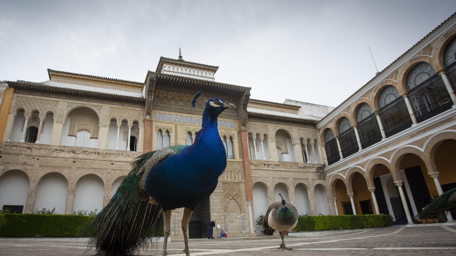 Pavos reales en el Patio de la Montería.
