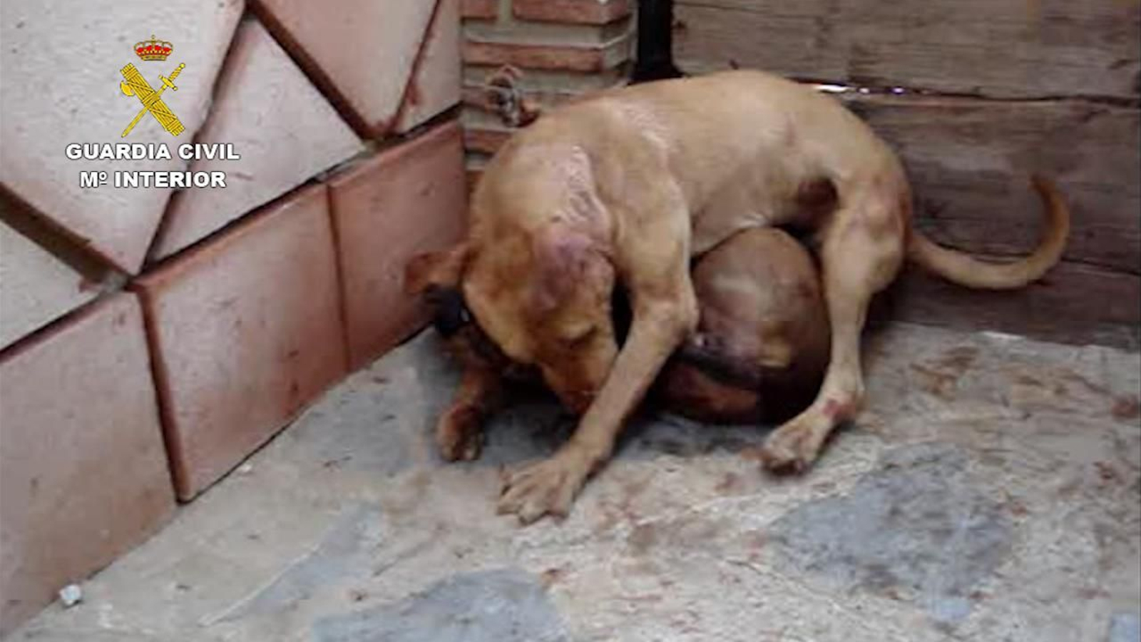 Dos de los animales rescatados.