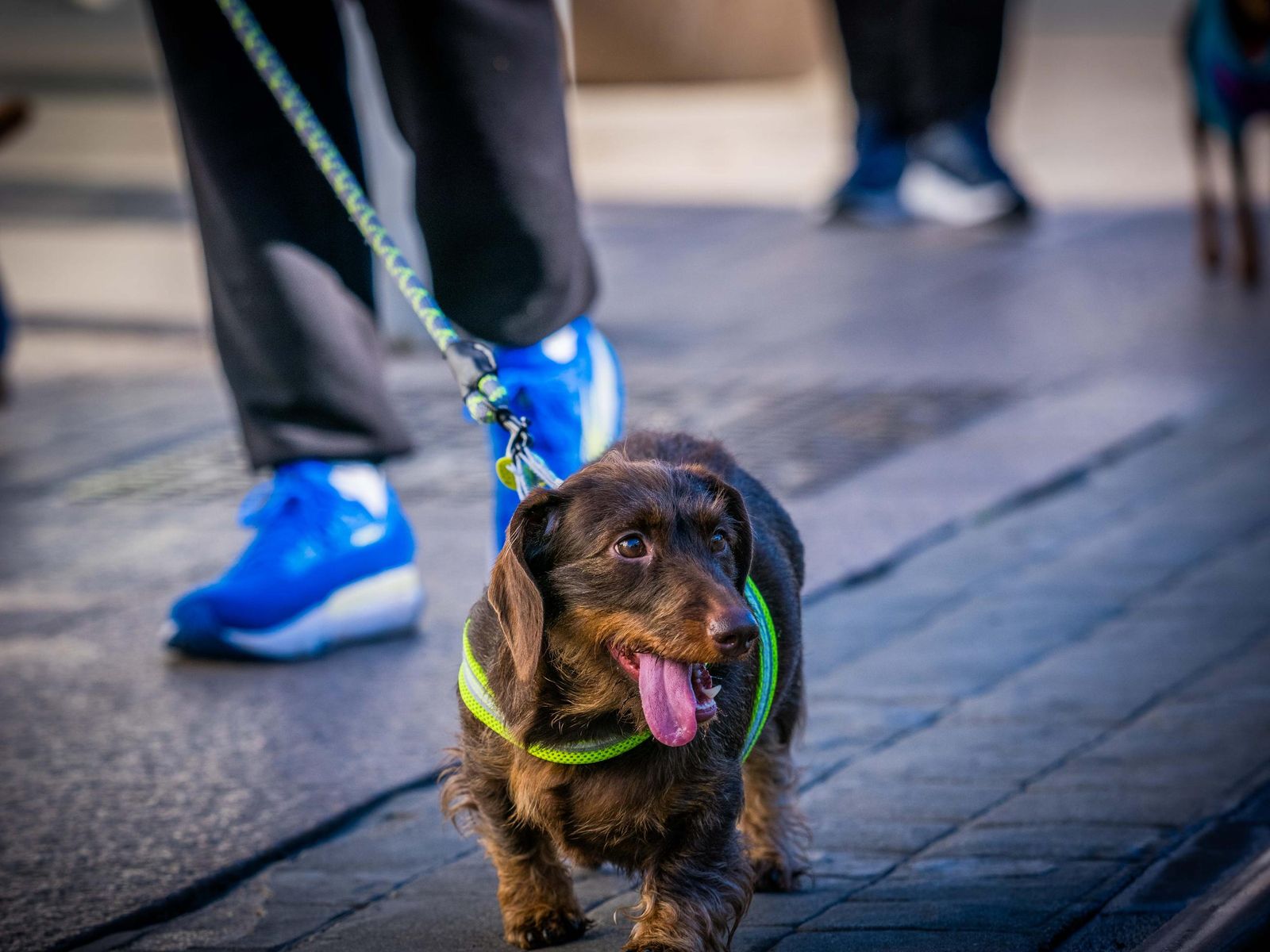 Las imágenes de San Antón 2025 en San Fernando