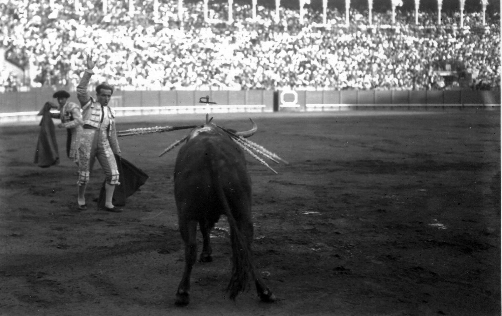 Juan Belmonte aguarda el momento final del toro tras la estocada. 1925.