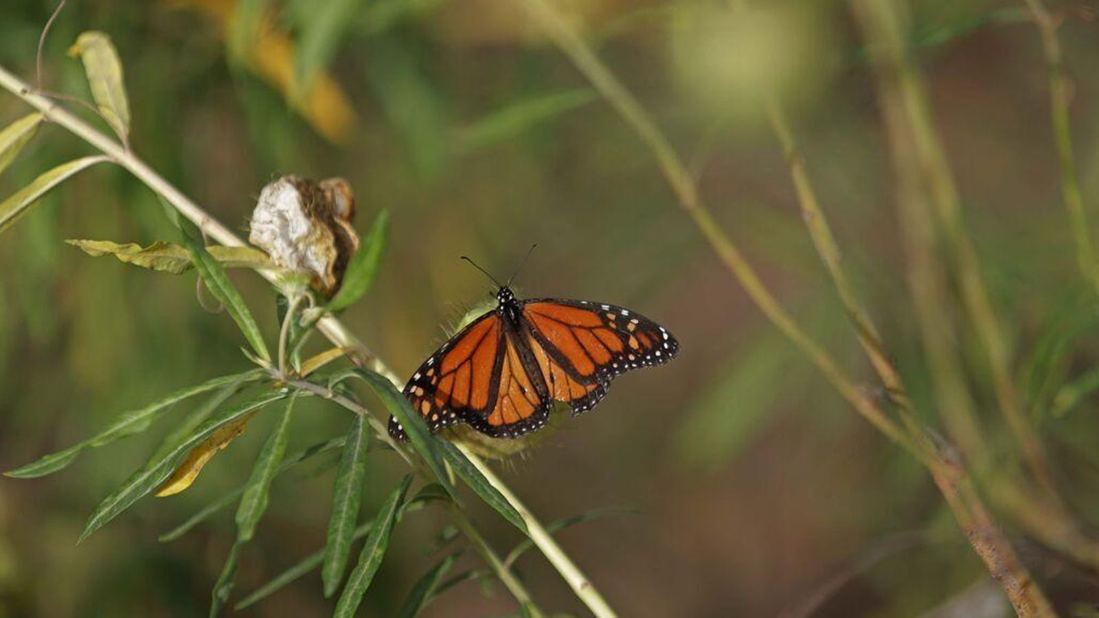 Mariposa monarca en Castellar