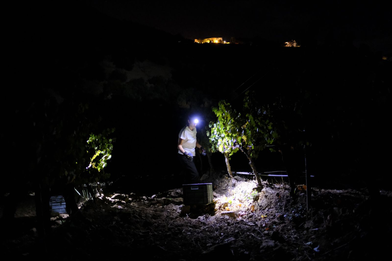 Vendimia nocturna en Ronda, en fotos