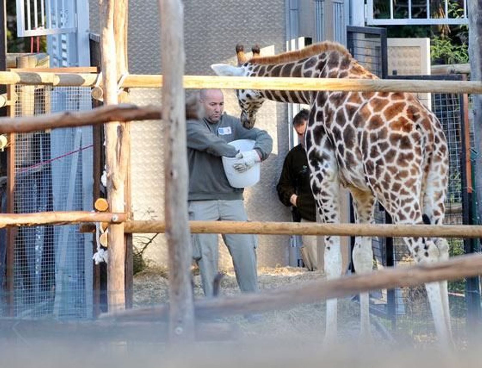 Jerezana, la jirafa de Rothschild nacida en marzo del año pasado en el Zoobotánico de Jerez ha sido trasladada al Parque Zoológico de Valencia para continuar con los trabajos de conservación de dicha especie

Foto: Manuel Aranda