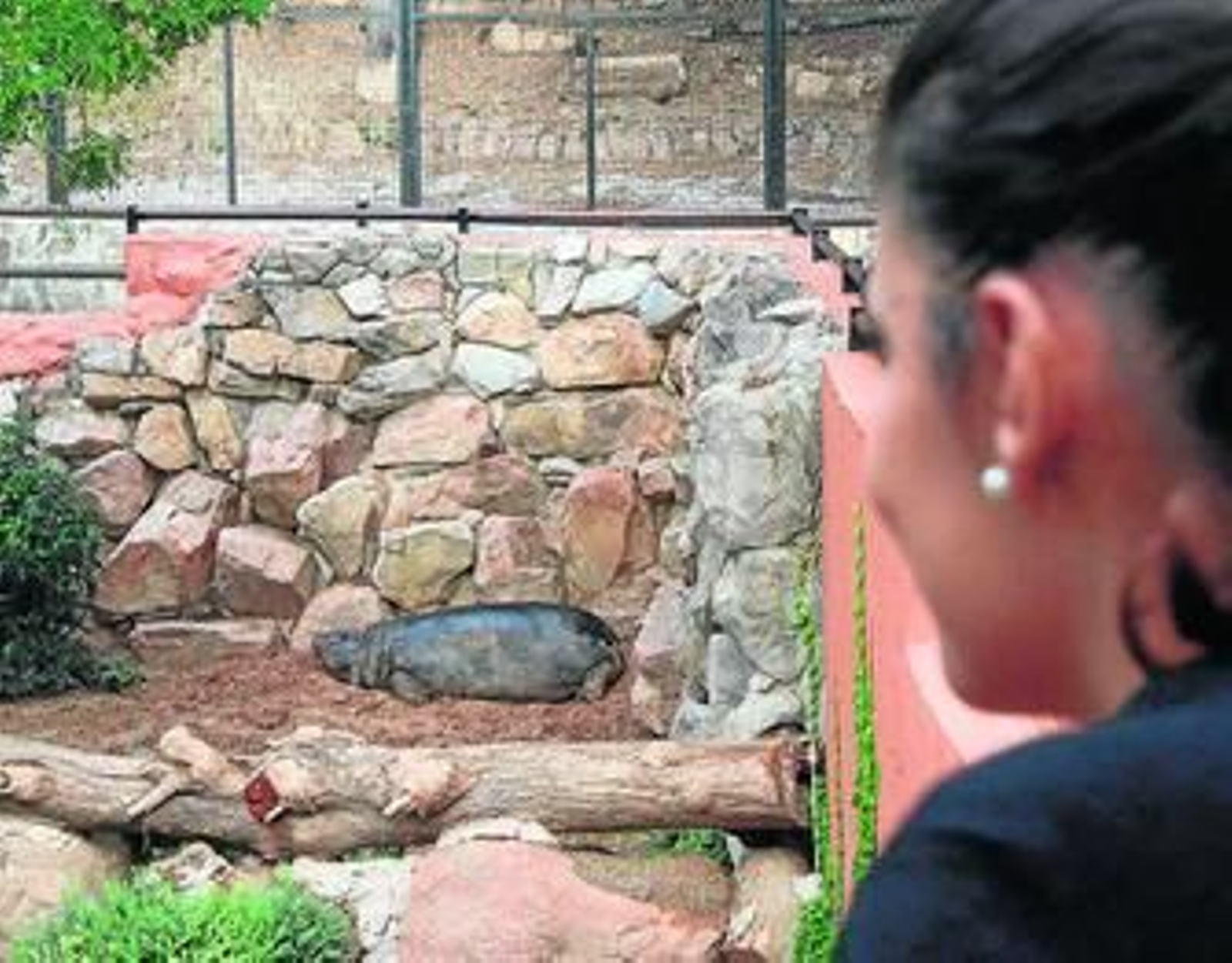 Helen se da un baño de barro en su habitáculo del zoo.